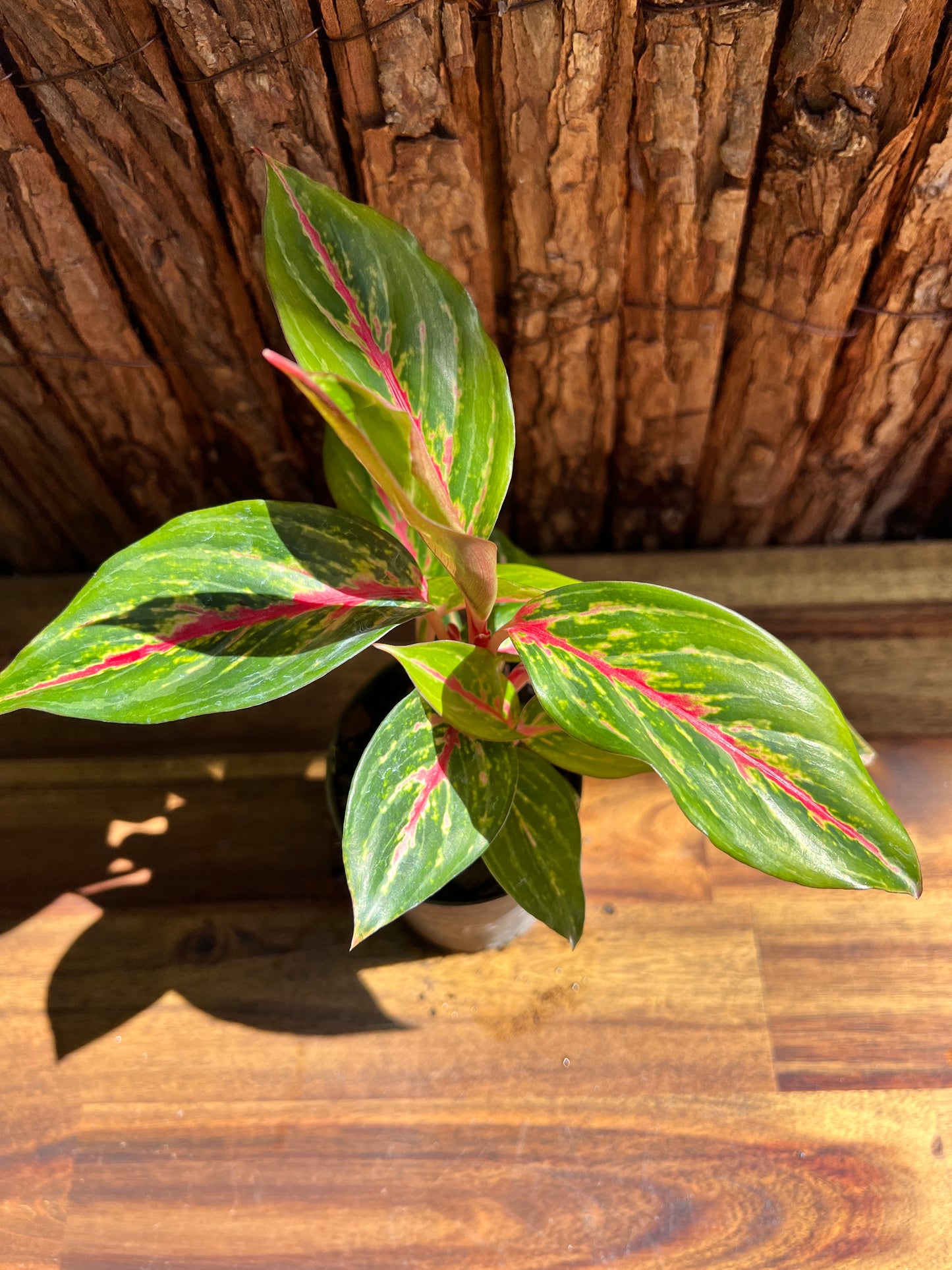 Aglaonema Ammaj Jareon B254