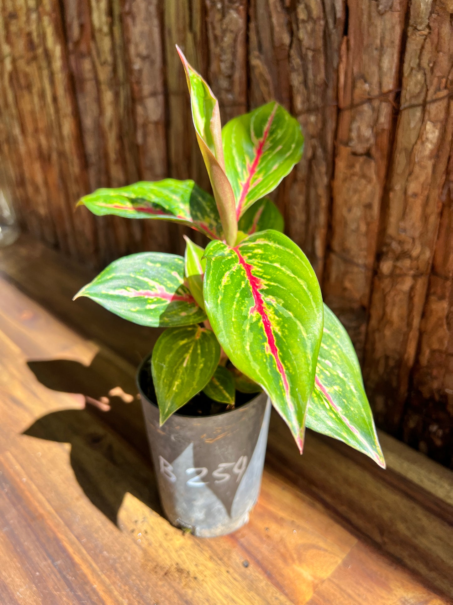 Aglaonema Ammaj Jareon B254