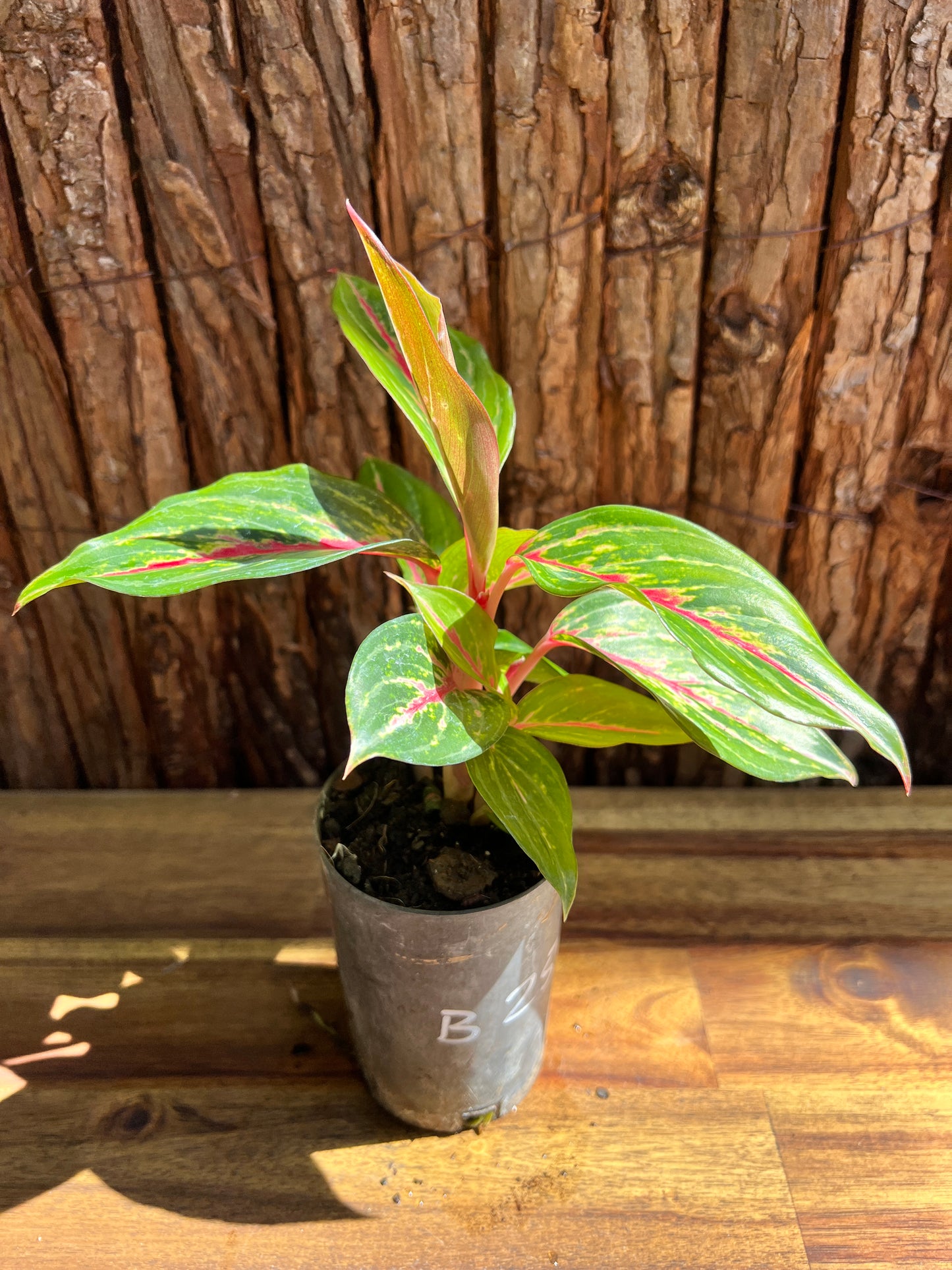 Aglaonema Ammaj Jareon B254