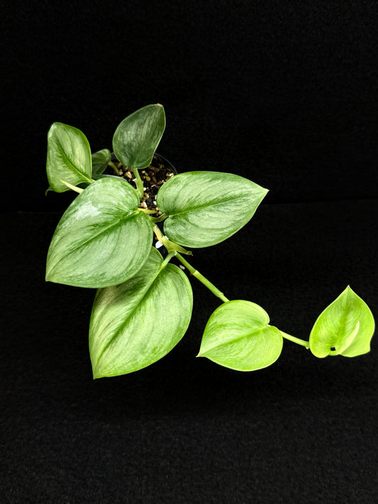 Scindapsus treubii 'Moonlight' D63