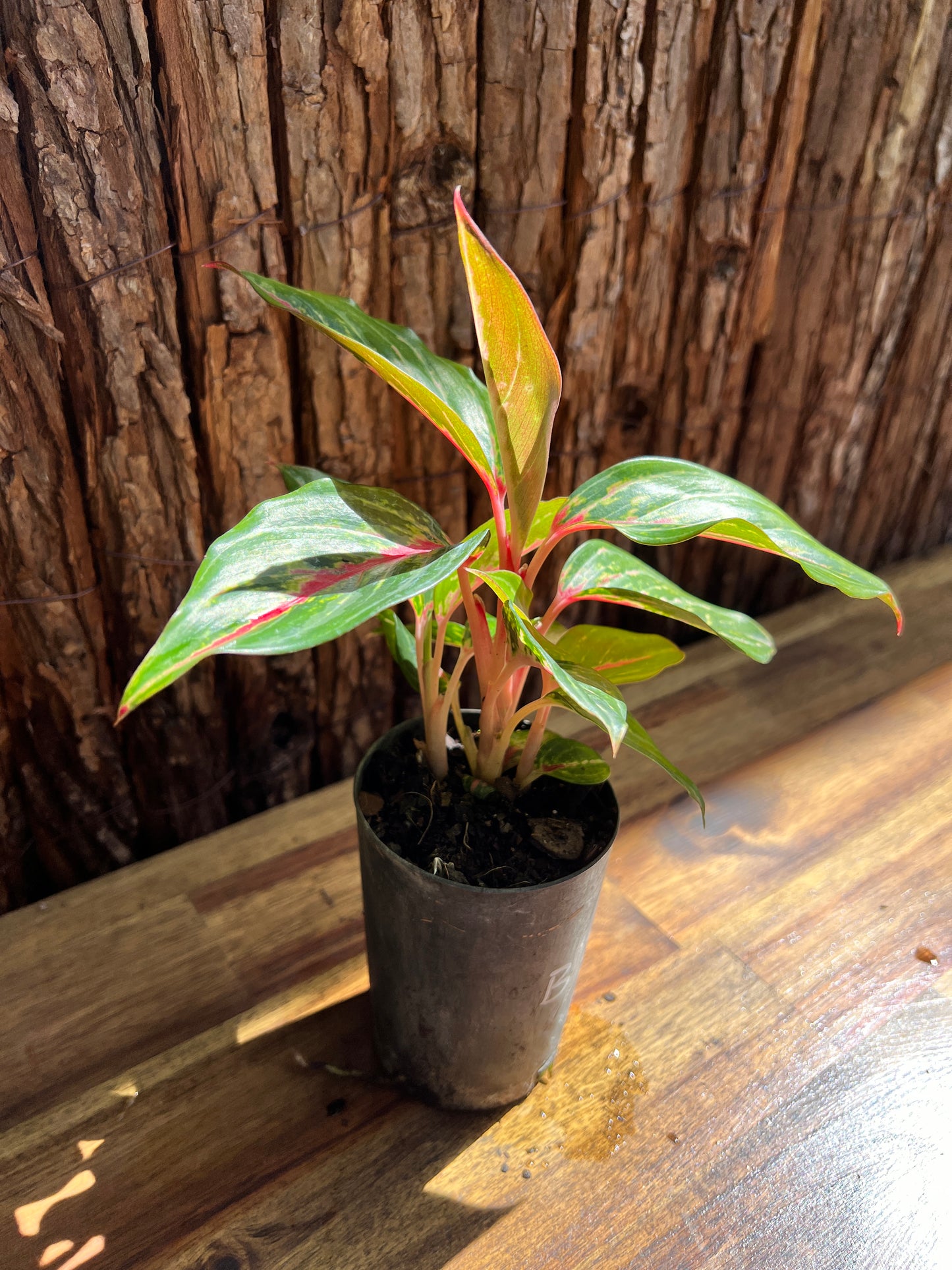 Aglaonema Ammaj Jareon B254