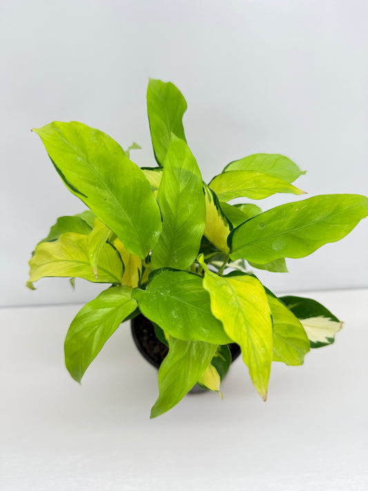 Calathea Thai Beauty M83