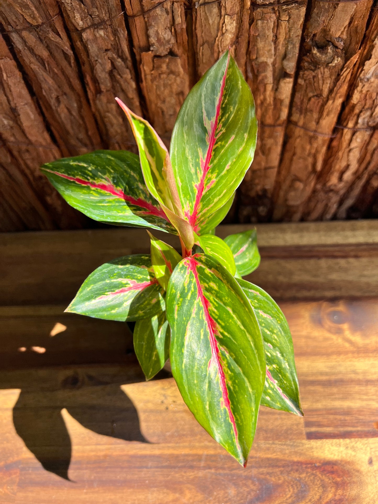 Aglaonema Ammaj Jareon B254