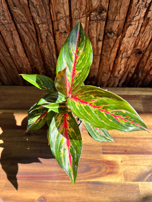 Aglaonema Ammaj Jareon B255