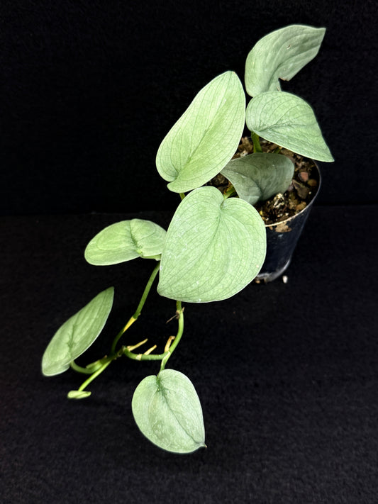 Scindapsus Pictus 'Platinum Silver Hero' D61