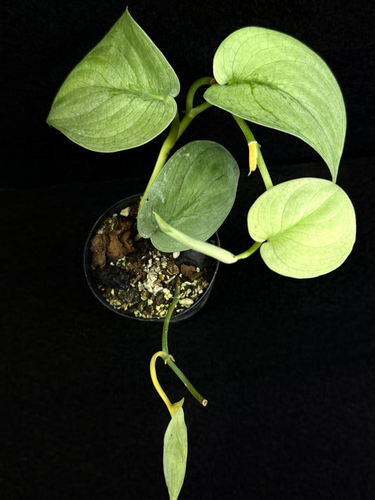 Scindapsus Pictus 'Platinum Silver Hero' D62
