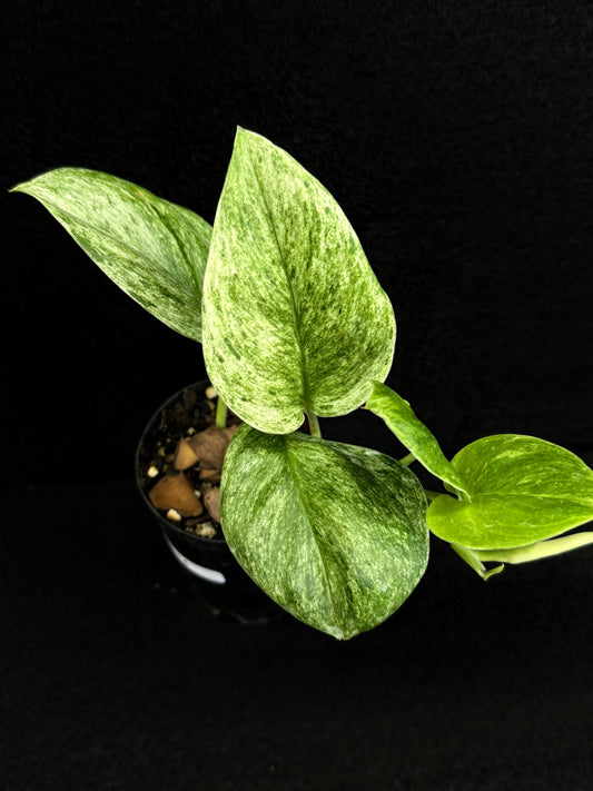 Scindapsus treubii 'Moonlight Marble' D64