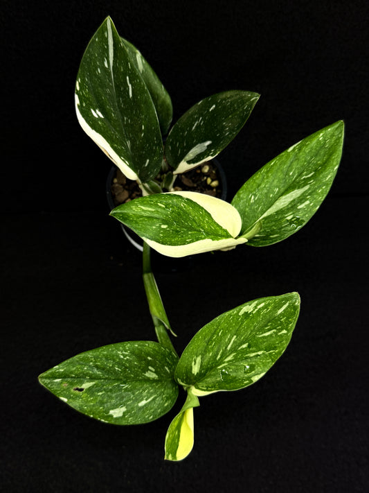 Monstera standleyana 'Albo' D65