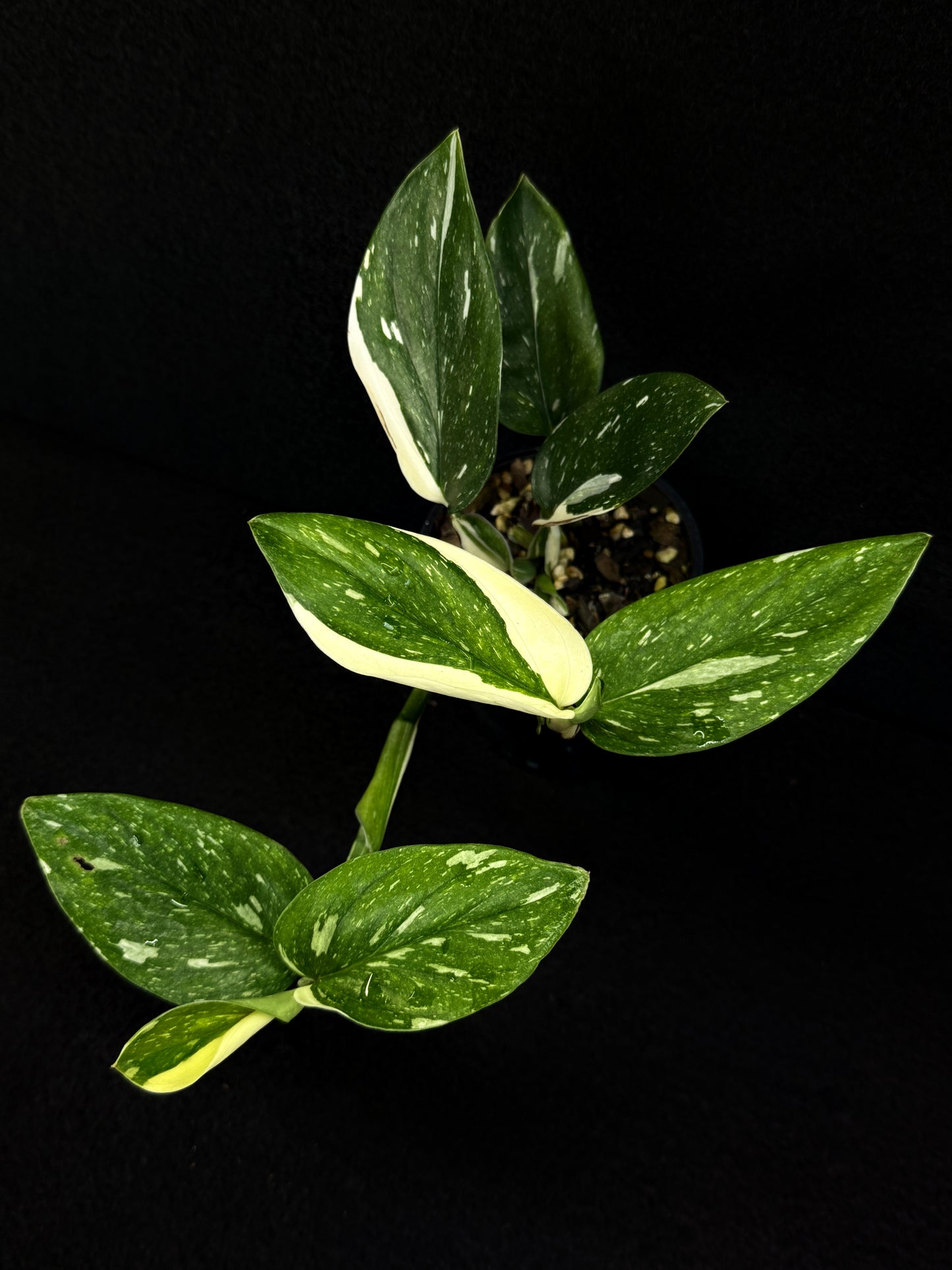 Monstera standleyana 'Albo' D65