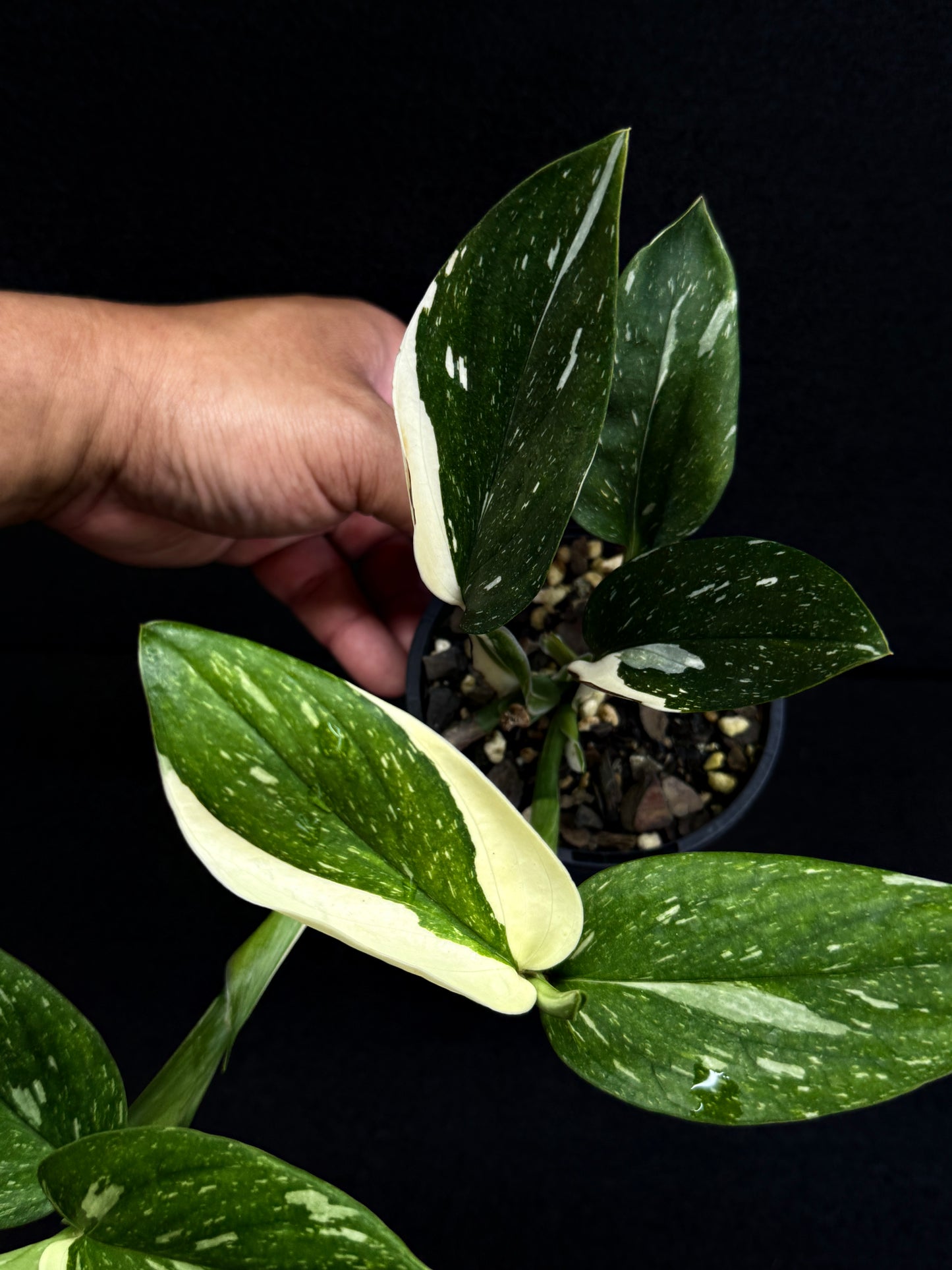 Monstera standleyana 'Albo' D65