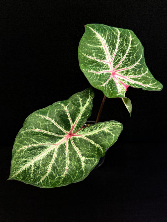 Caladium F31