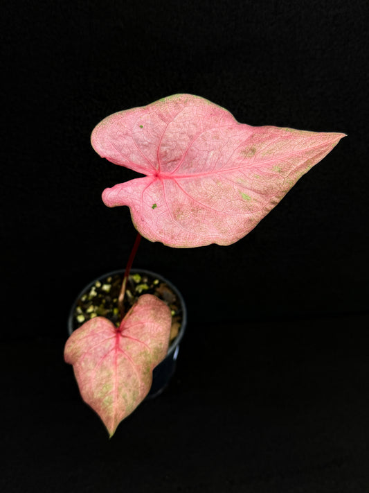 Caladium D67