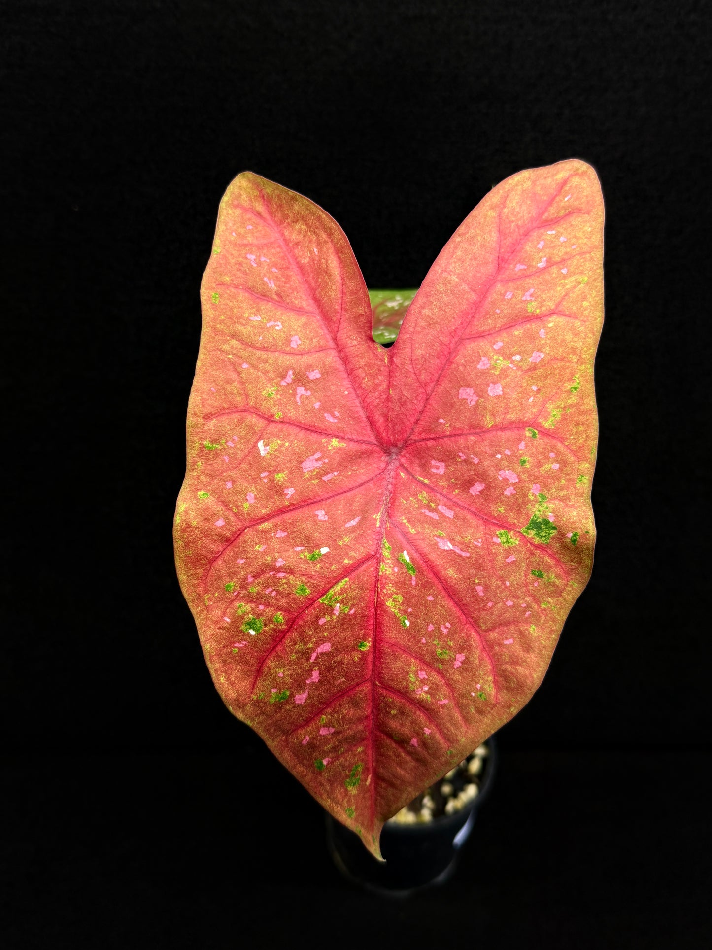 Caladium D68