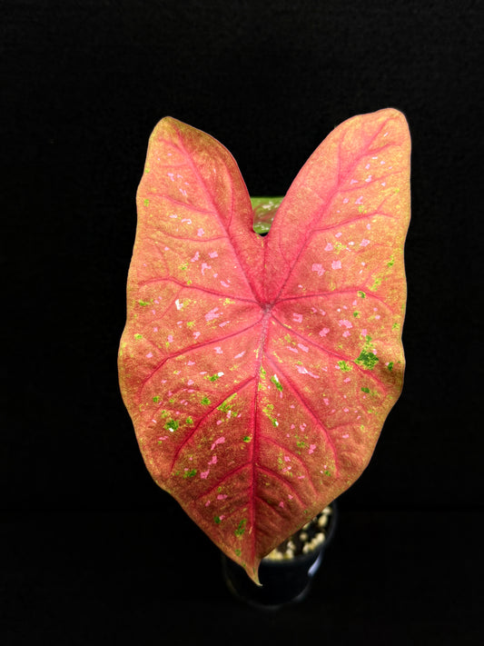 Caladium D68