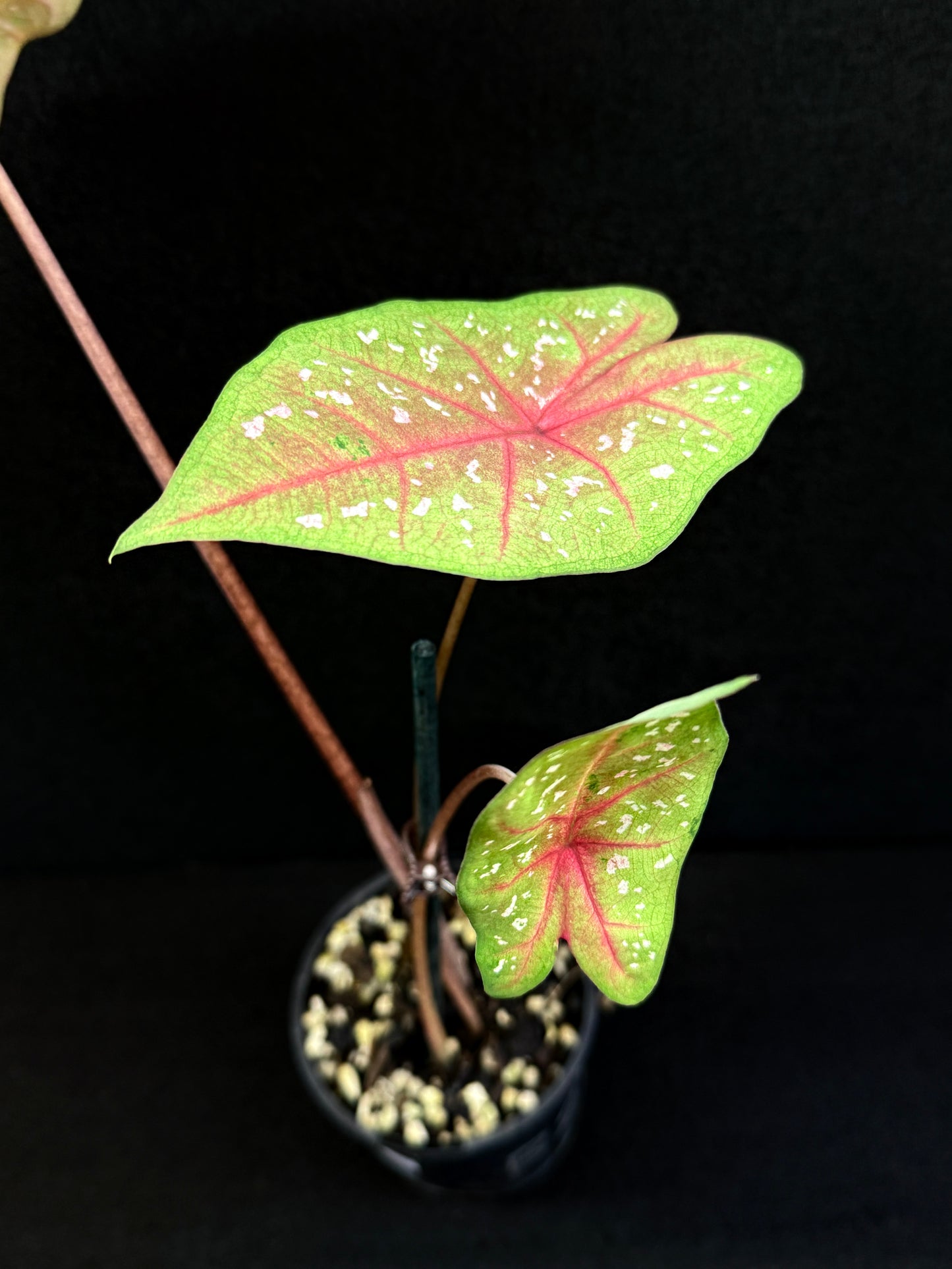 Caladium D68