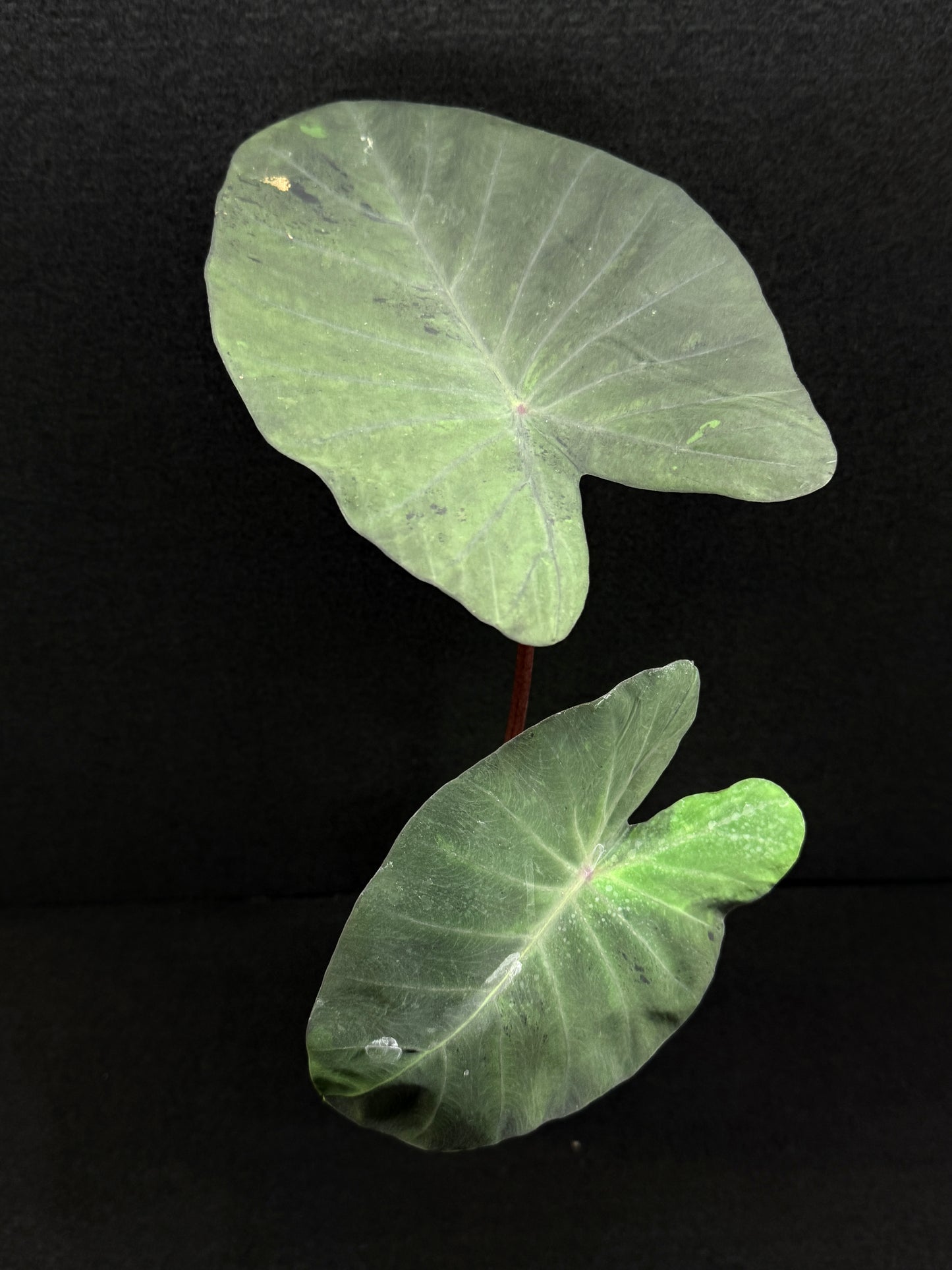 Colocasia 'Black Marble' N80