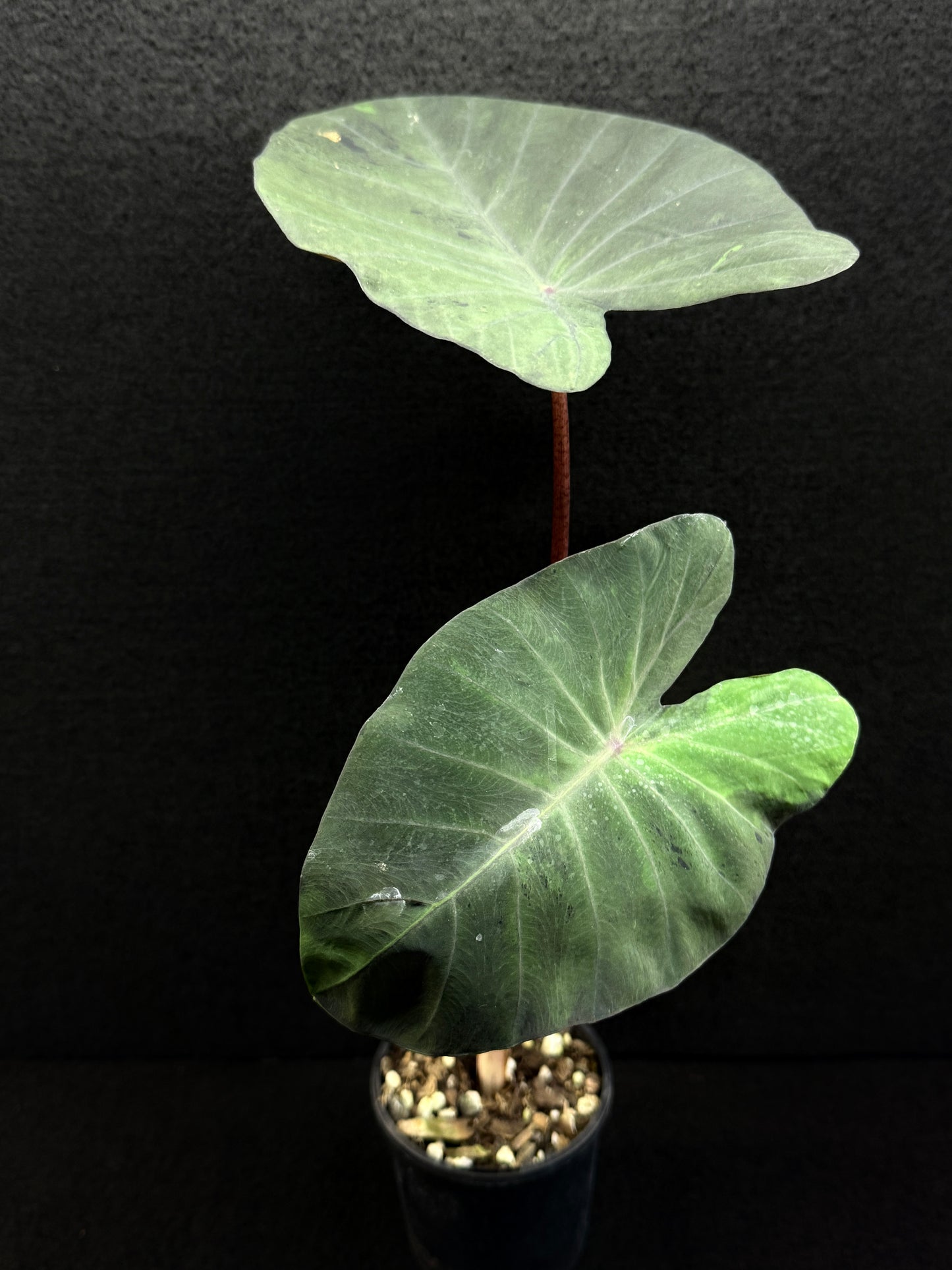 Colocasia 'Black Marble' N80