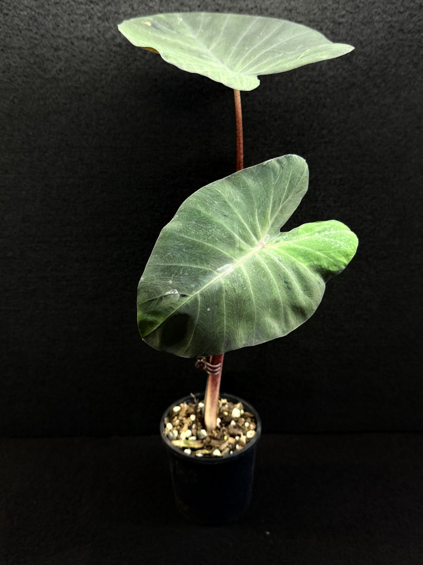 Colocasia 'Black Marble' N80