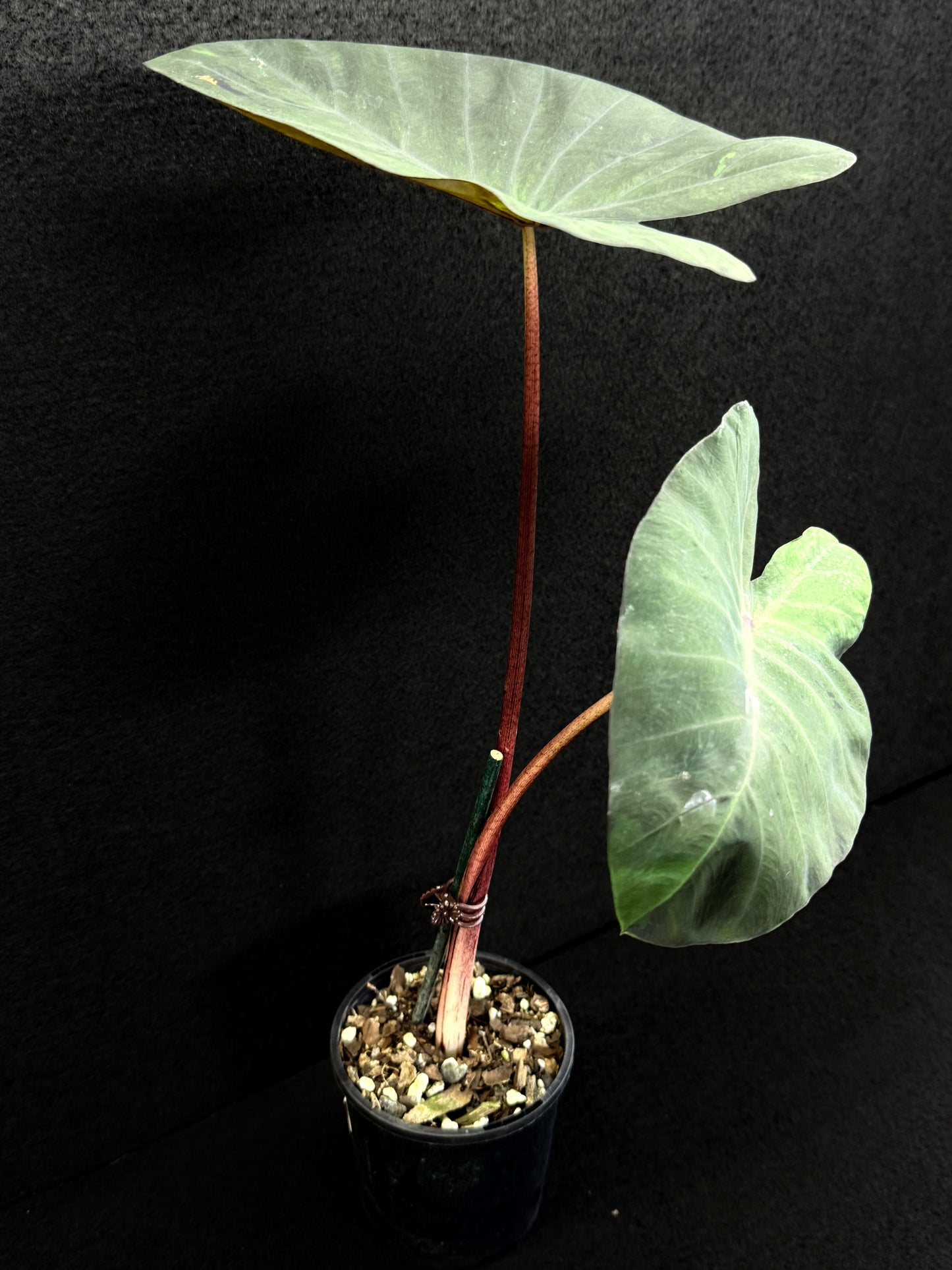 Colocasia 'Black Marble' N80