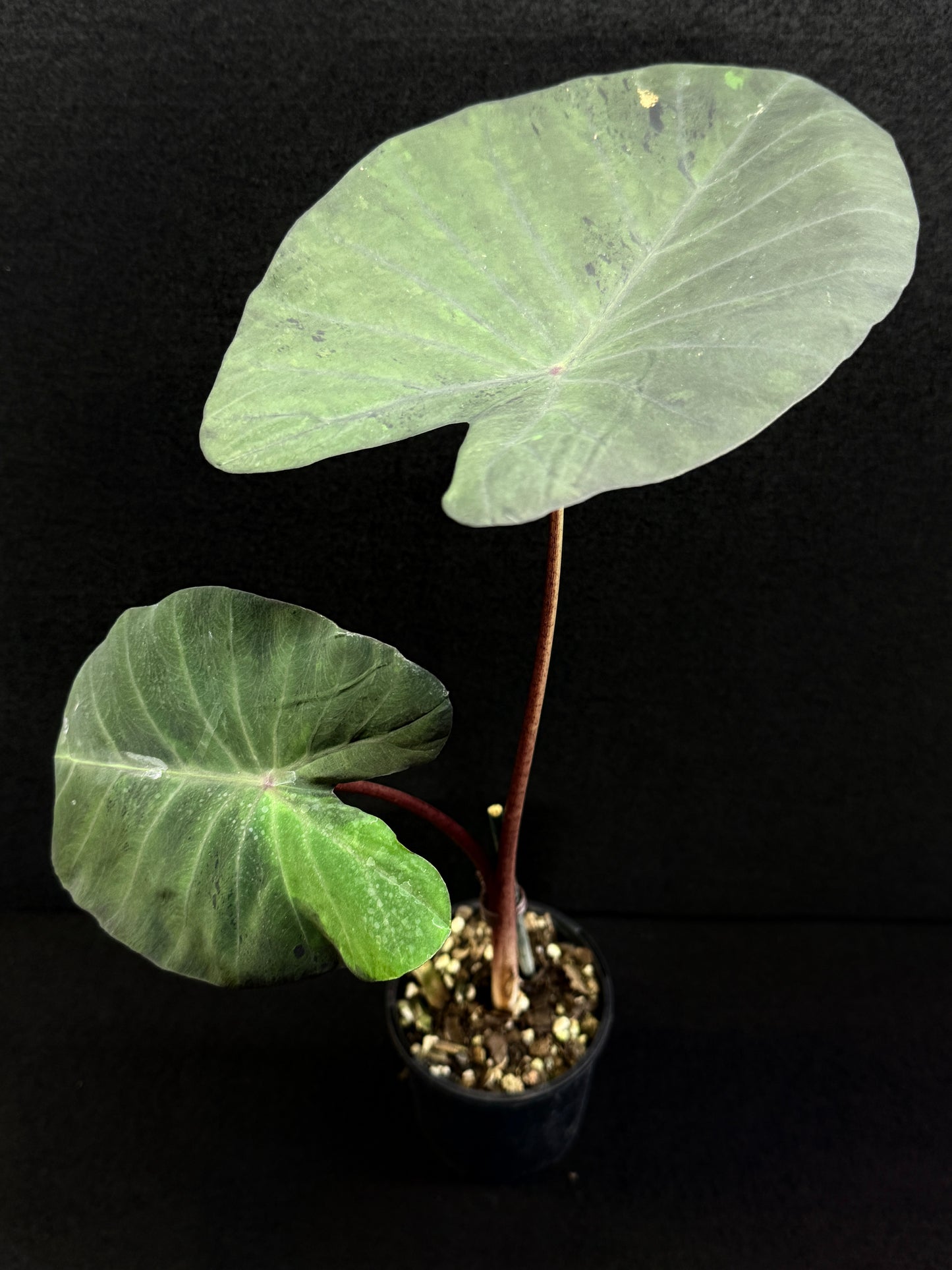 Colocasia 'Black Marble' N80