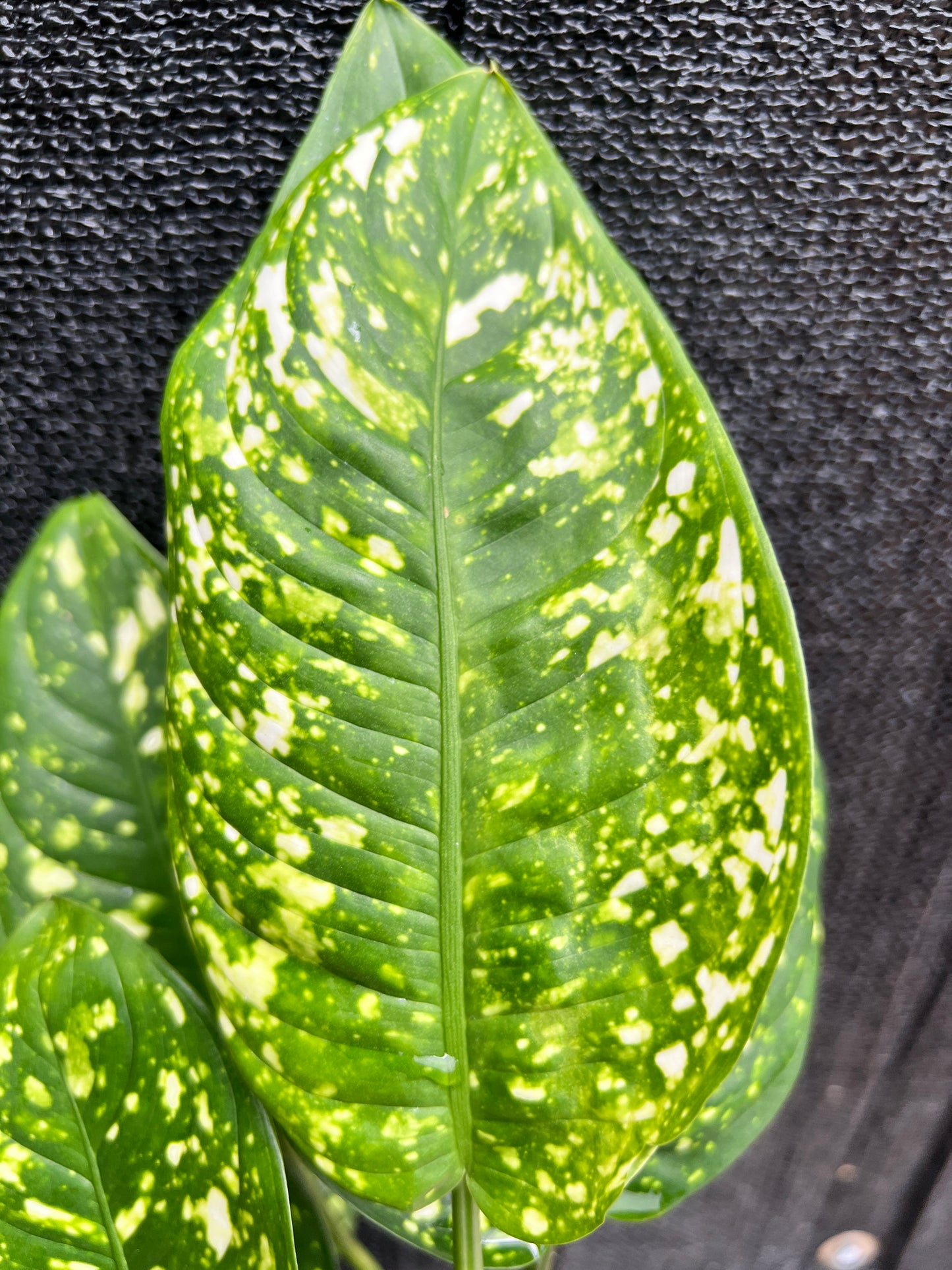 Aglaonema 'Gold Dust' V3