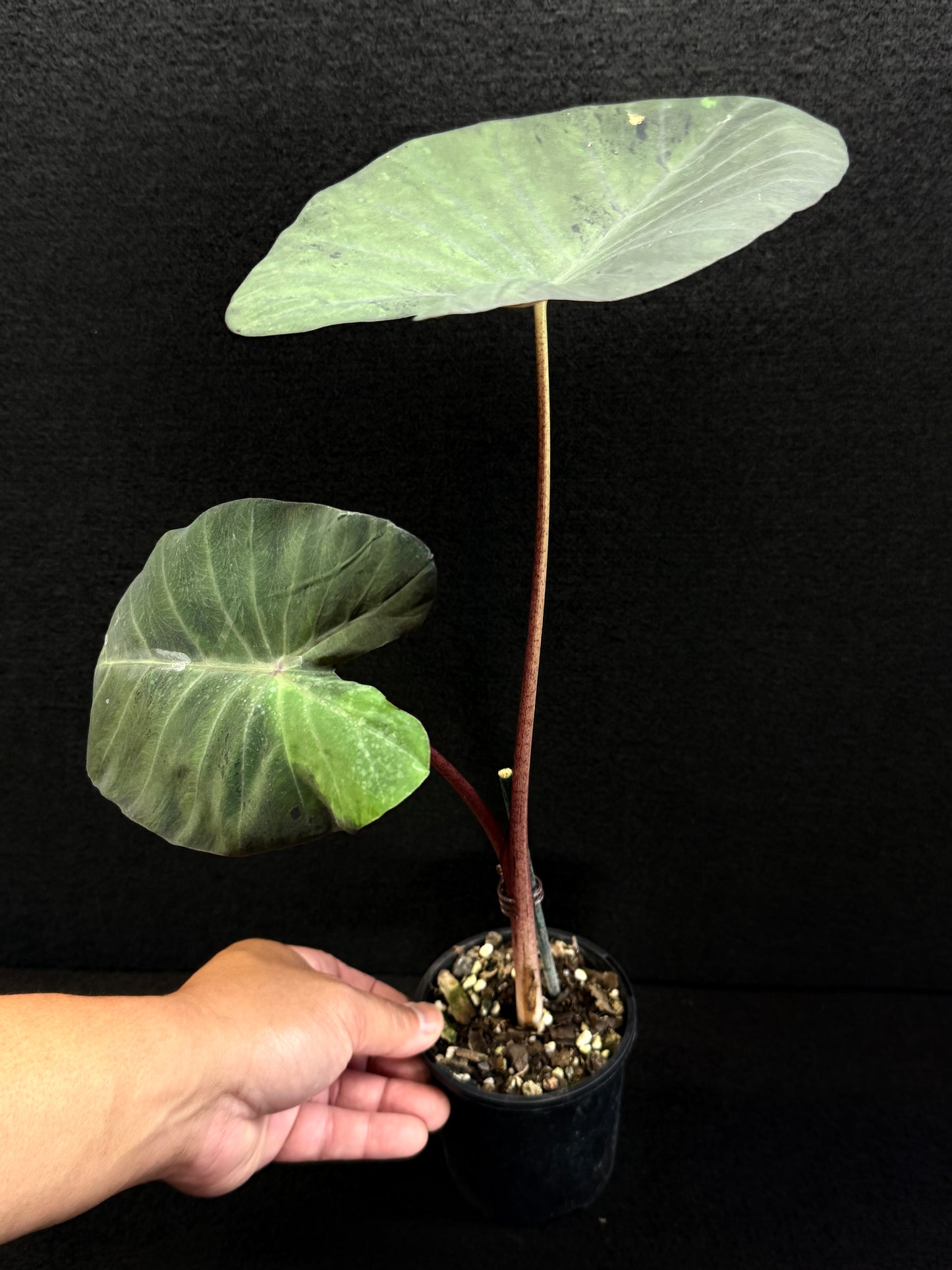 Colocasia 'Black Marble' N80