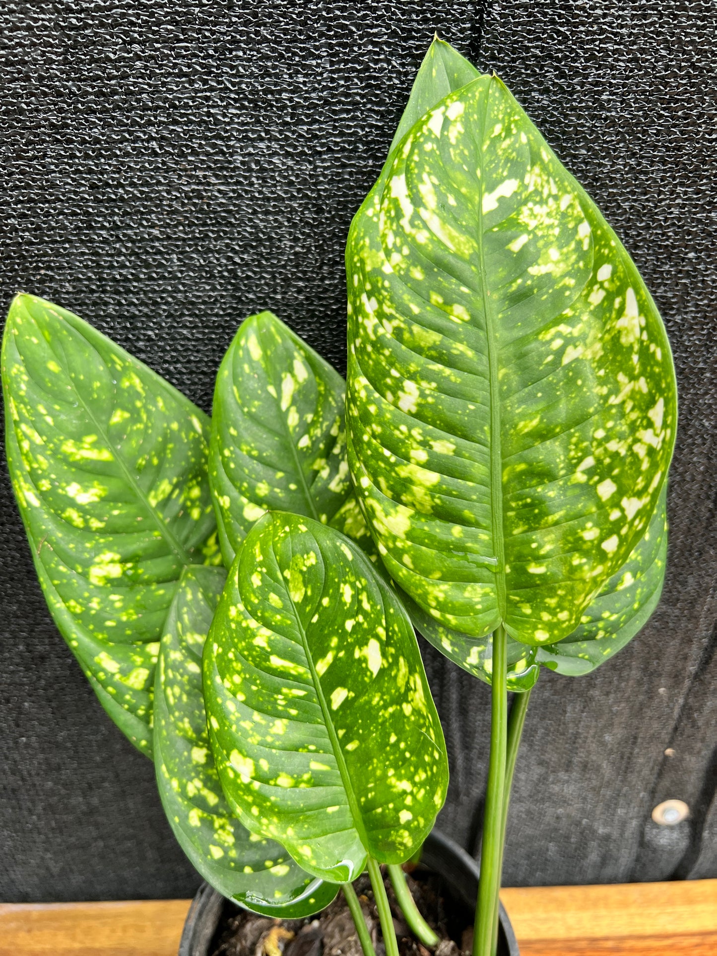 Aglaonema 'Gold Dust' V3