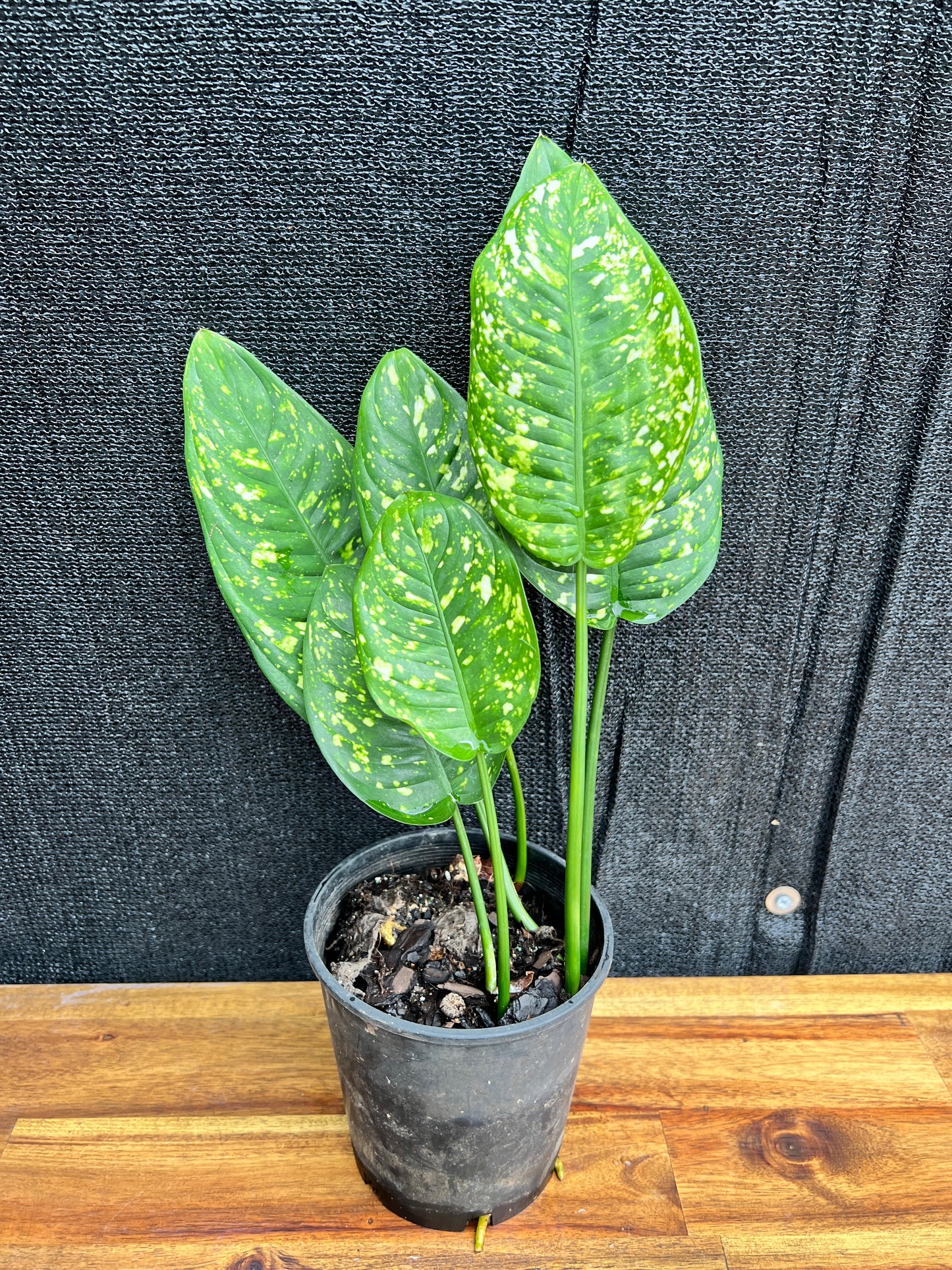 Aglaonema 'Gold Dust' V3