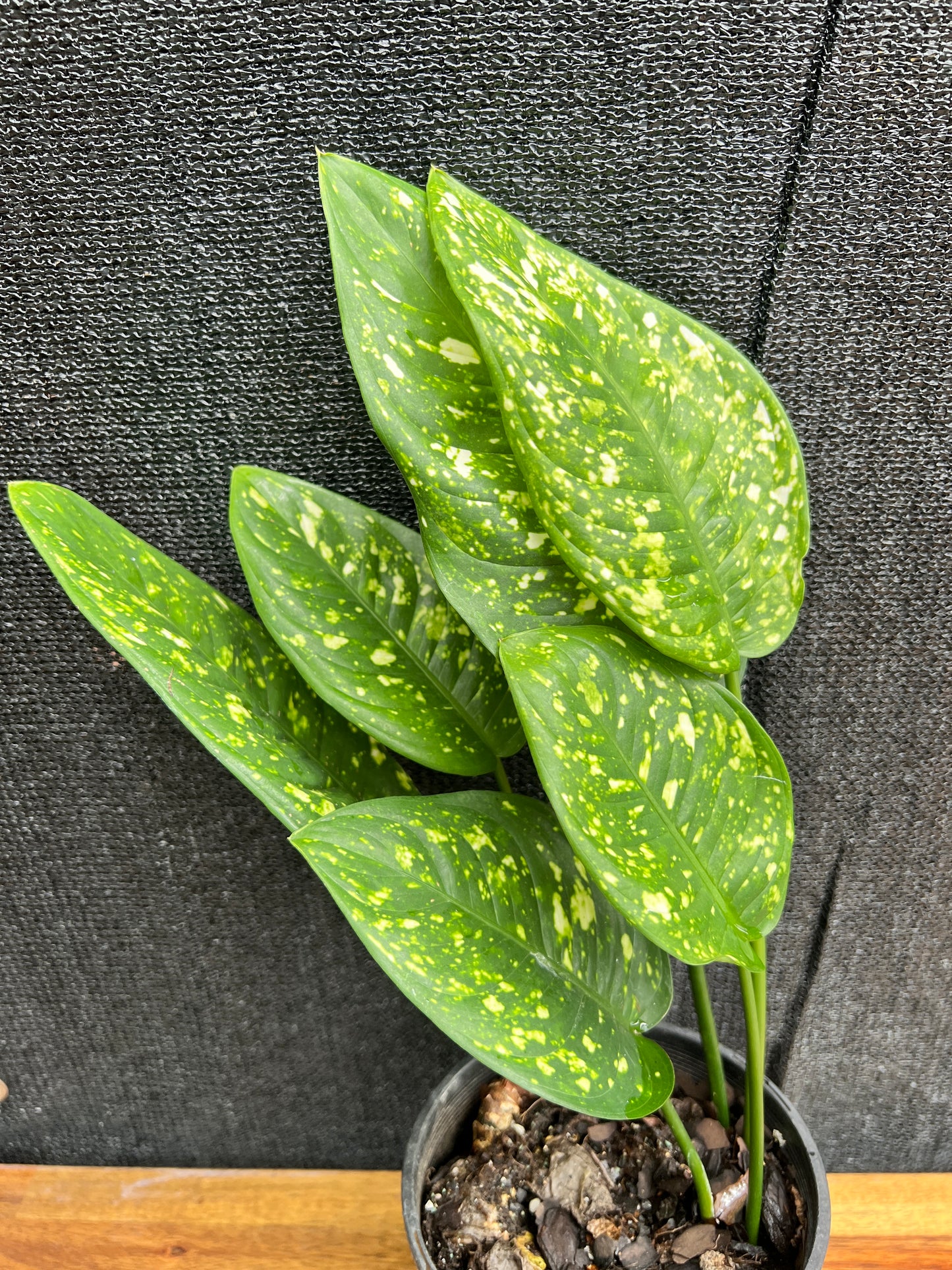 Aglaonema 'Gold Dust' V3