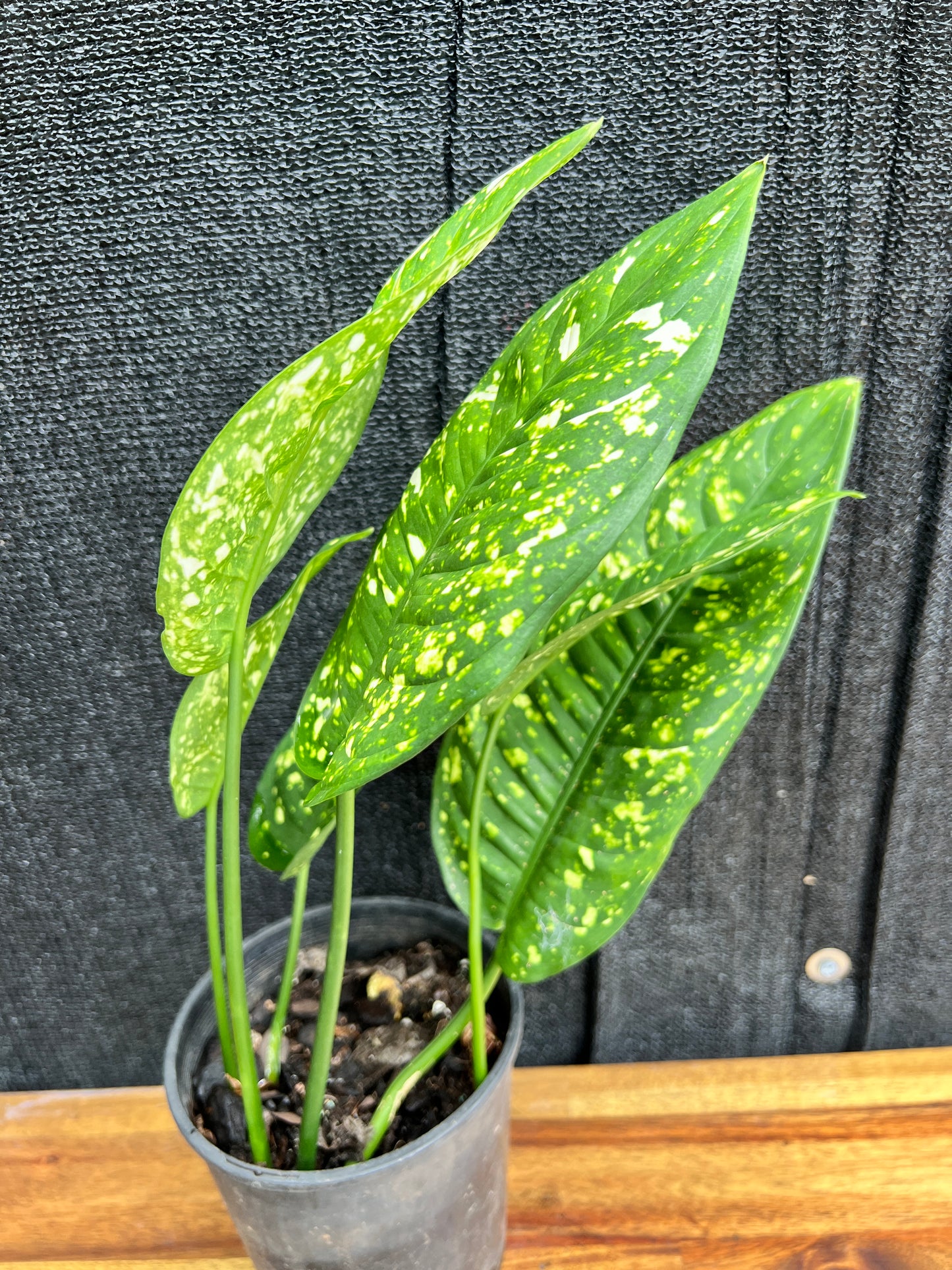 Aglaonema 'Gold Dust' V3