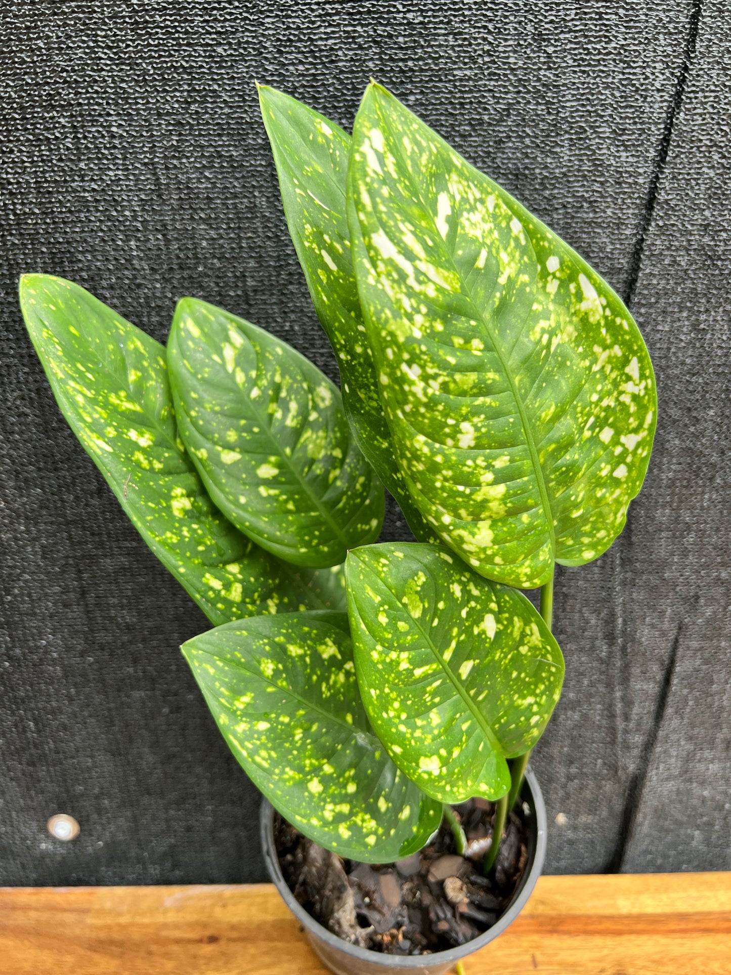 Aglaonema 'Gold Dust' V3