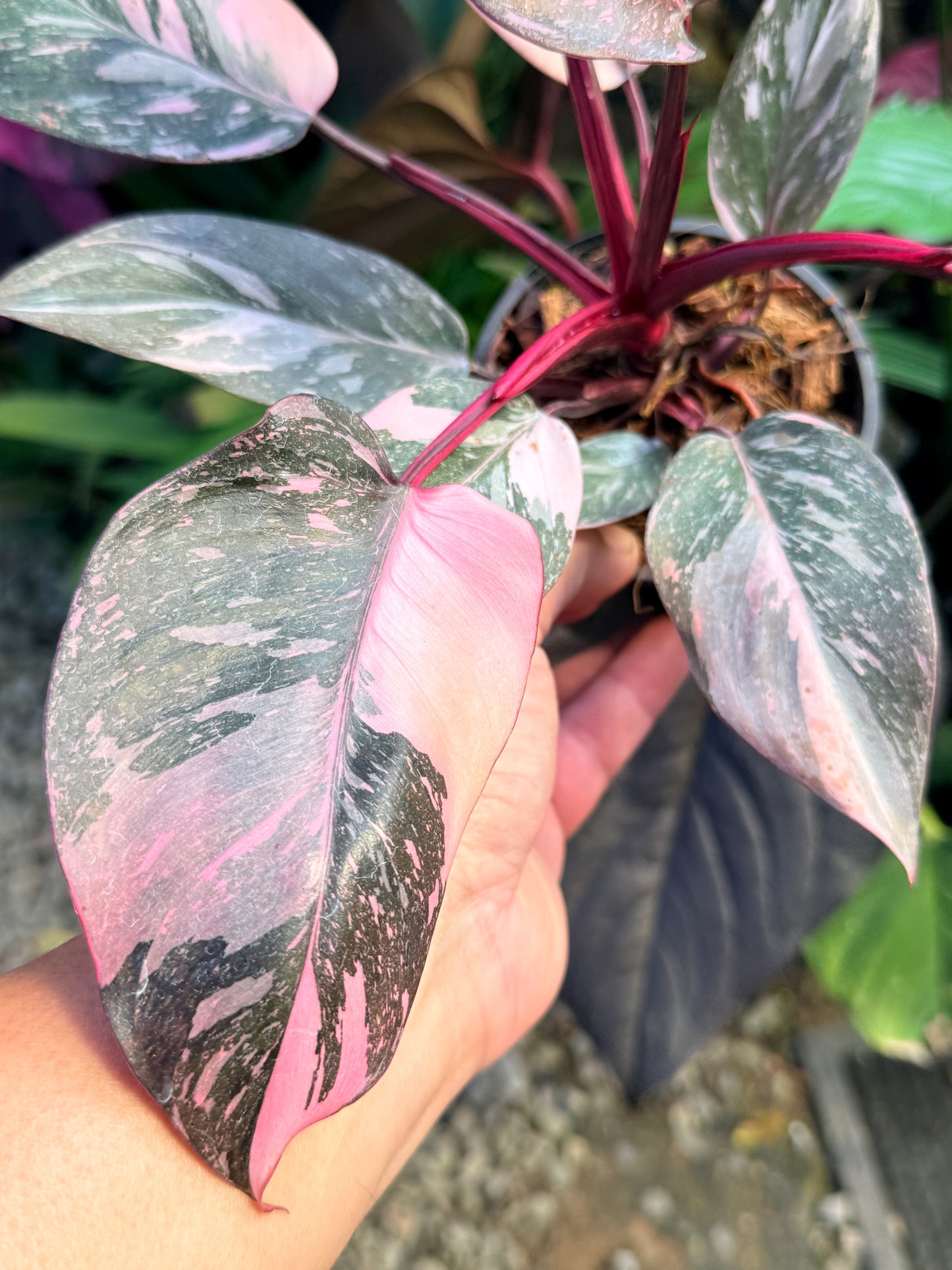 Philodendron 'Pink Princess Marble' aka Pink Princess Galaxy O57