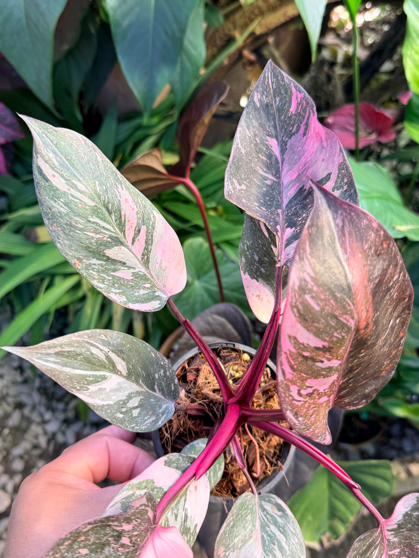 Philodendron 'Pink Princess Marble' aka Pink Princess Galaxy O57