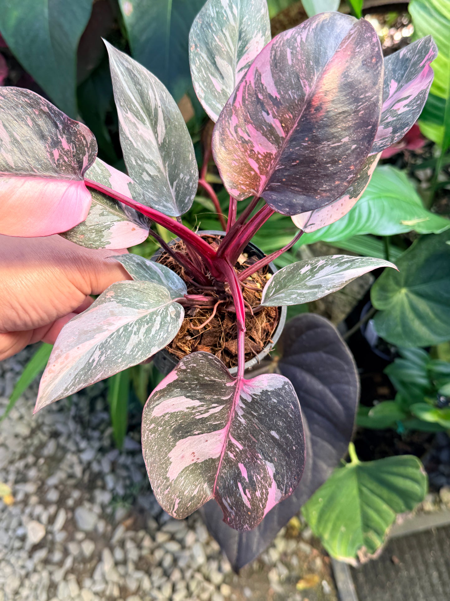 Philodendron 'Pink Princess Marble' aka Pink Princess Galaxy O57