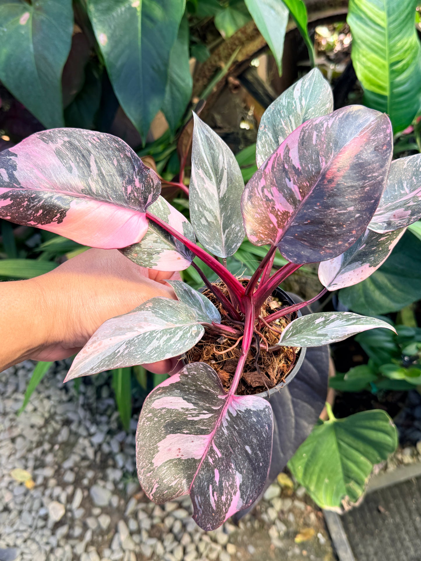 Philodendron 'Pink Princess Marble' aka Pink Princess Galaxy O57