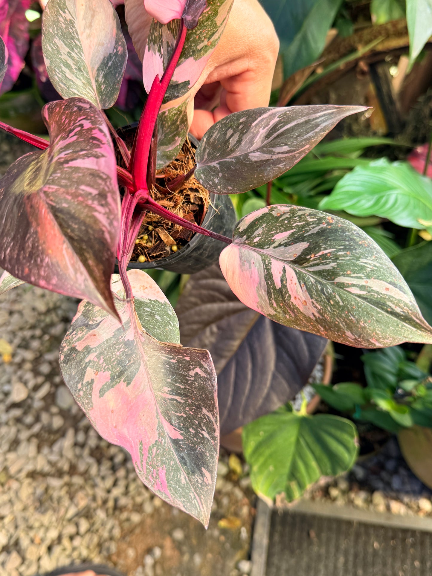 Philodendron 'Pink Princess Marble' aka Pink Princess Galaxy O57
