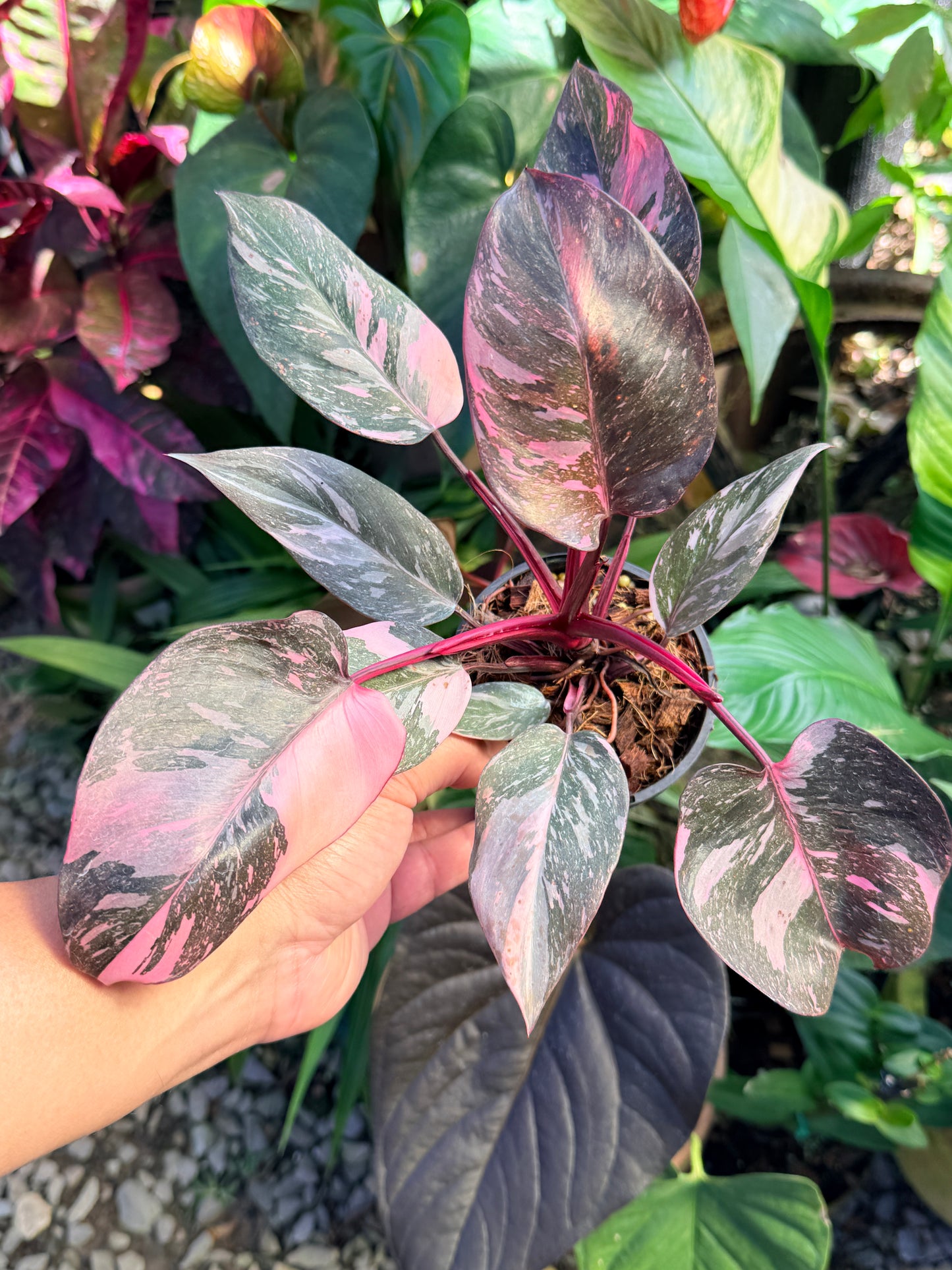 Philodendron 'Pink Princess Marble' aka Pink Princess Galaxy O57