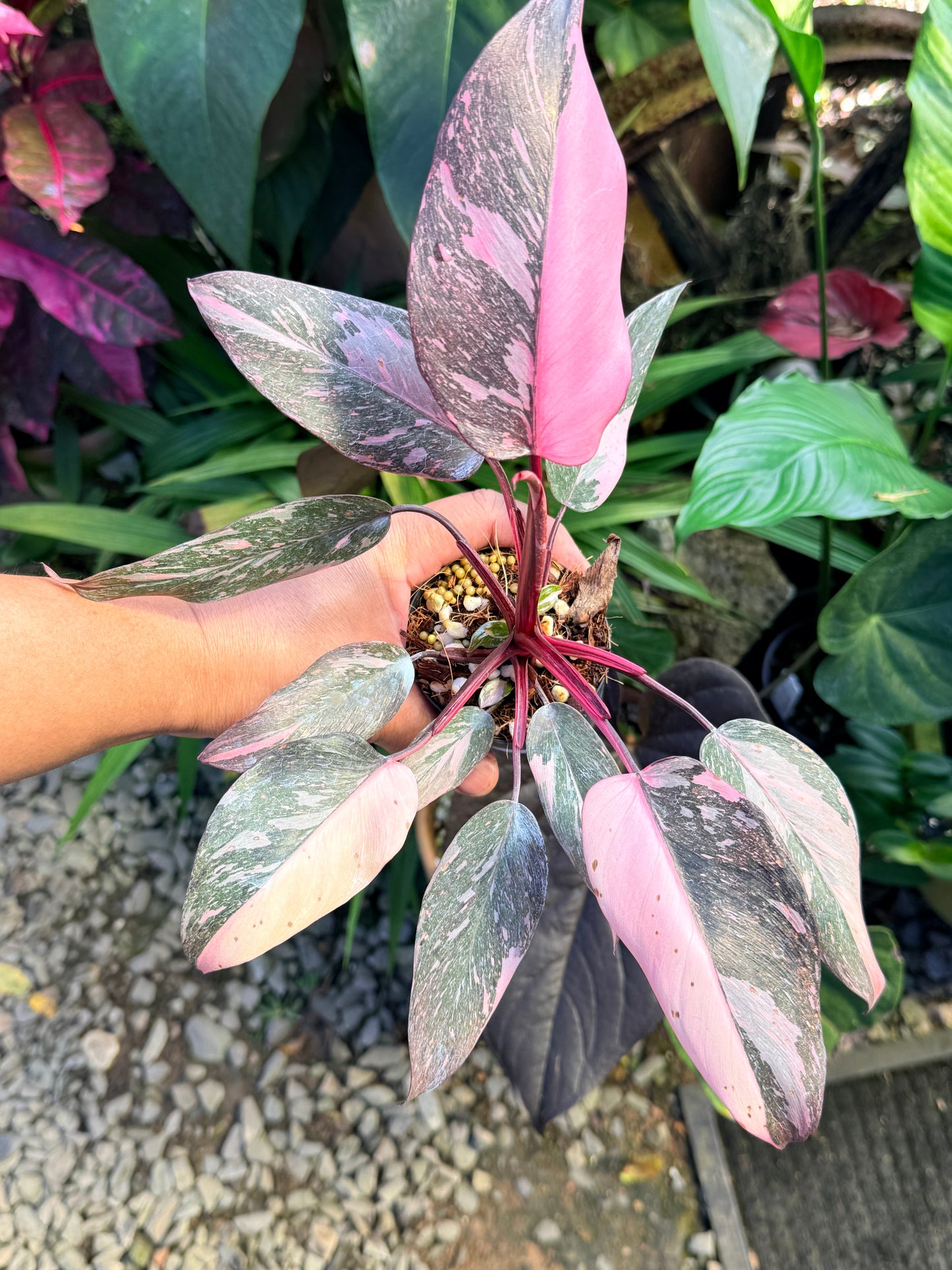 Philodendron 'Pink Princess Marble' aka Pink Princess Galaxy O58