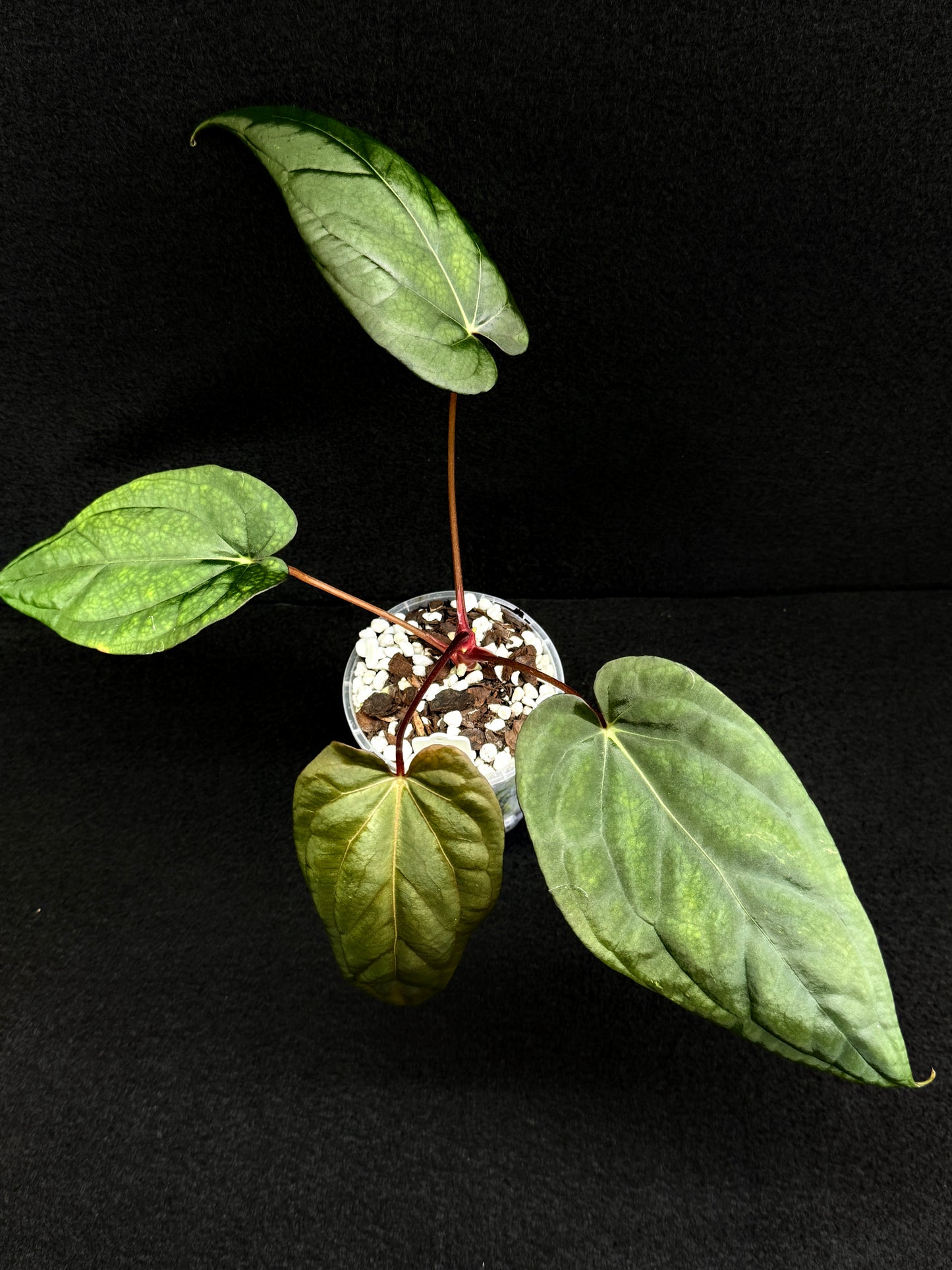 Anthurium Hybrid (Reverse BC x Pap x Dres LAS) D69