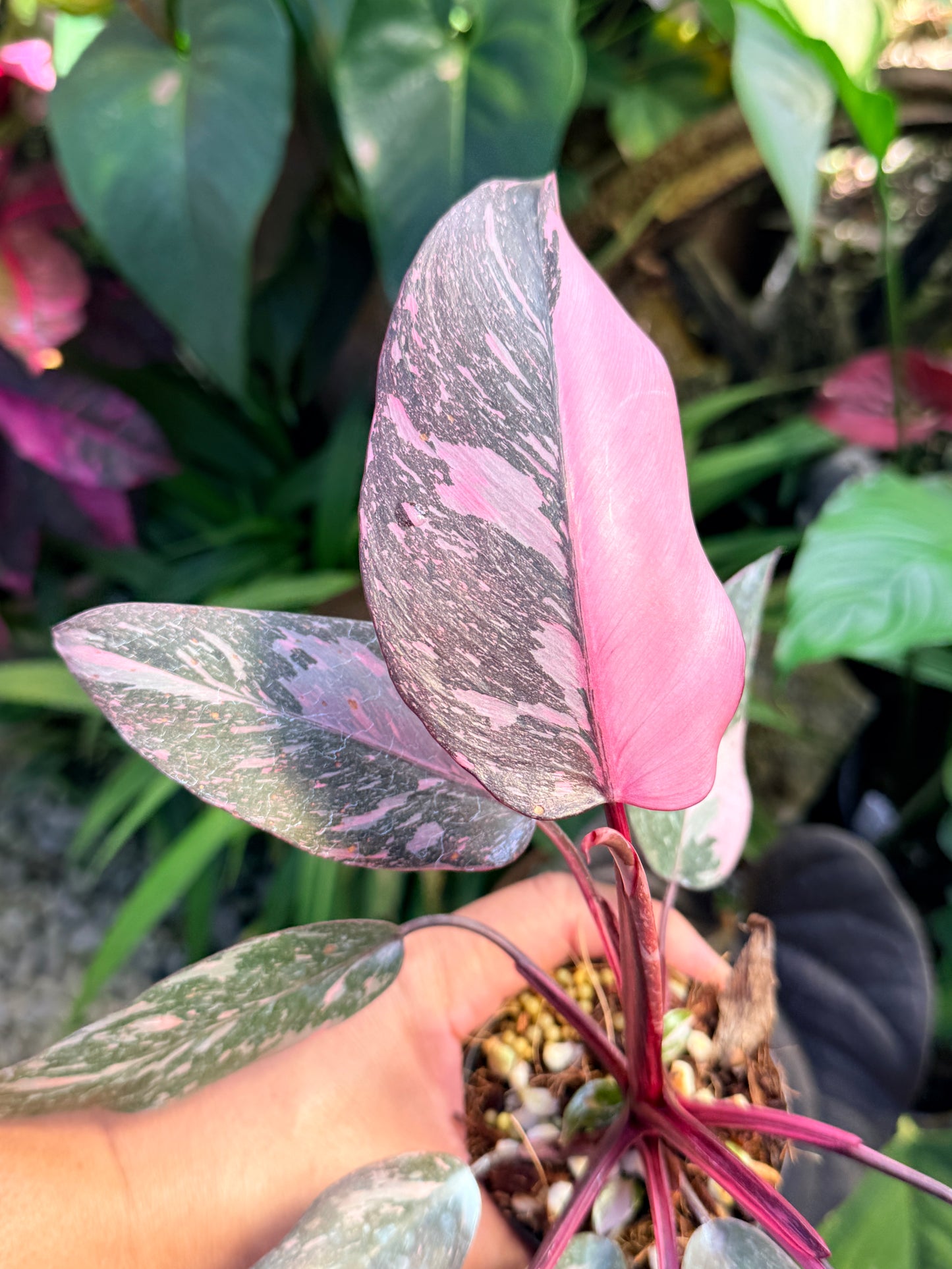 Philodendron 'Pink Princess Marble' aka Pink Princess Galaxy O58
