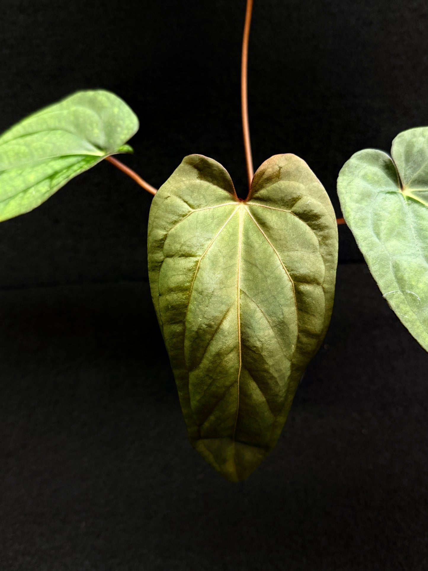 Anthurium Hybrid (Reverse BC x Pap x Dres LAS) D69