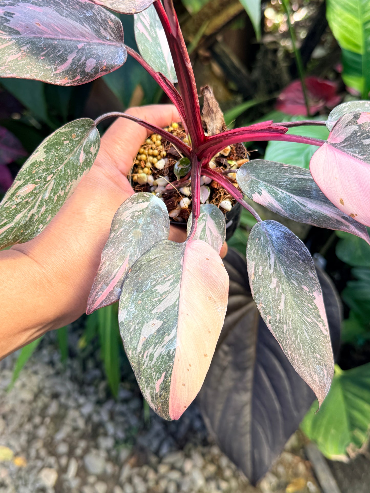 Philodendron 'Pink Princess Marble' aka Pink Princess Galaxy O58