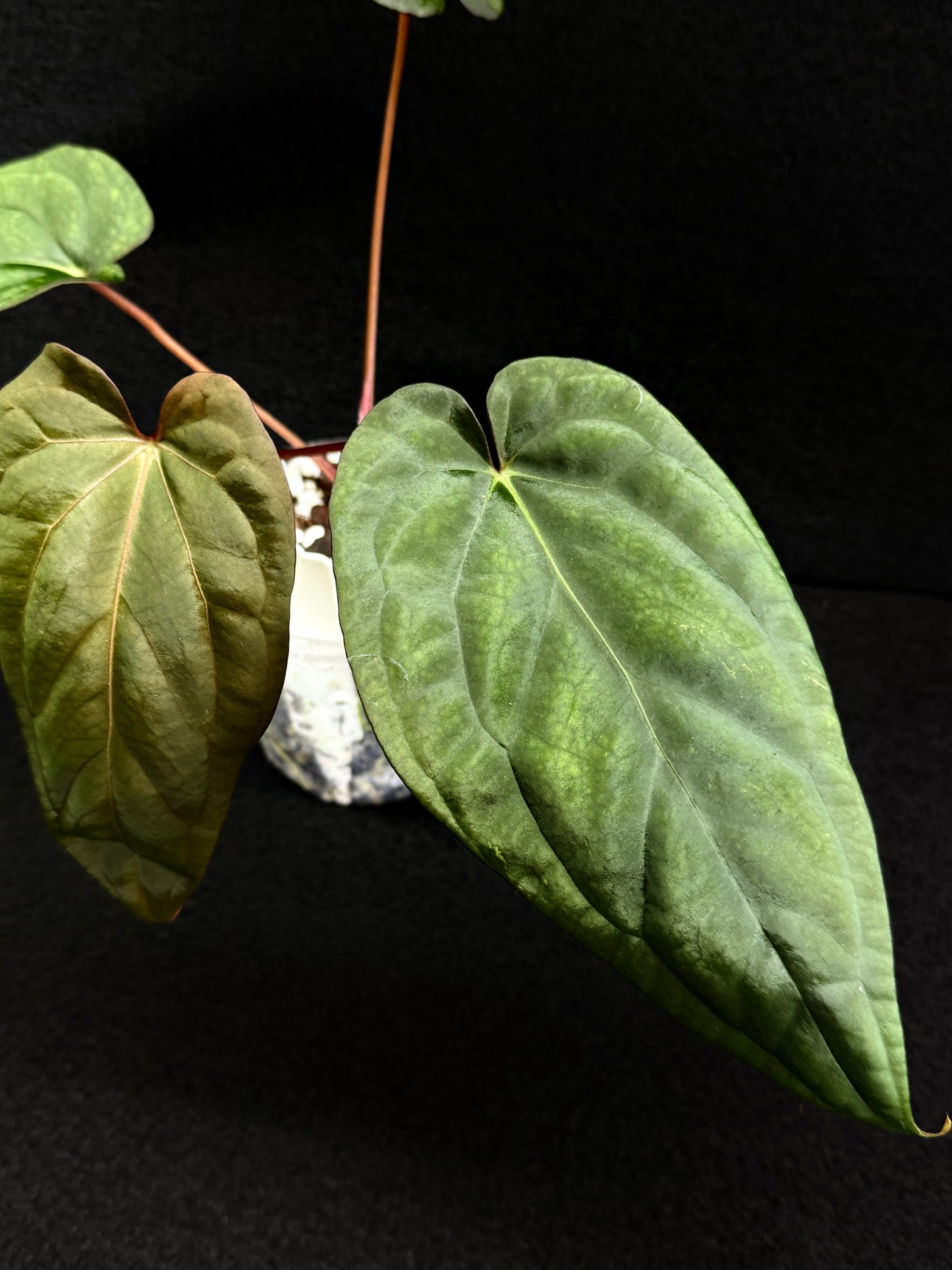 Anthurium Hybrid (Reverse BC x Pap x Dres LAS) D69