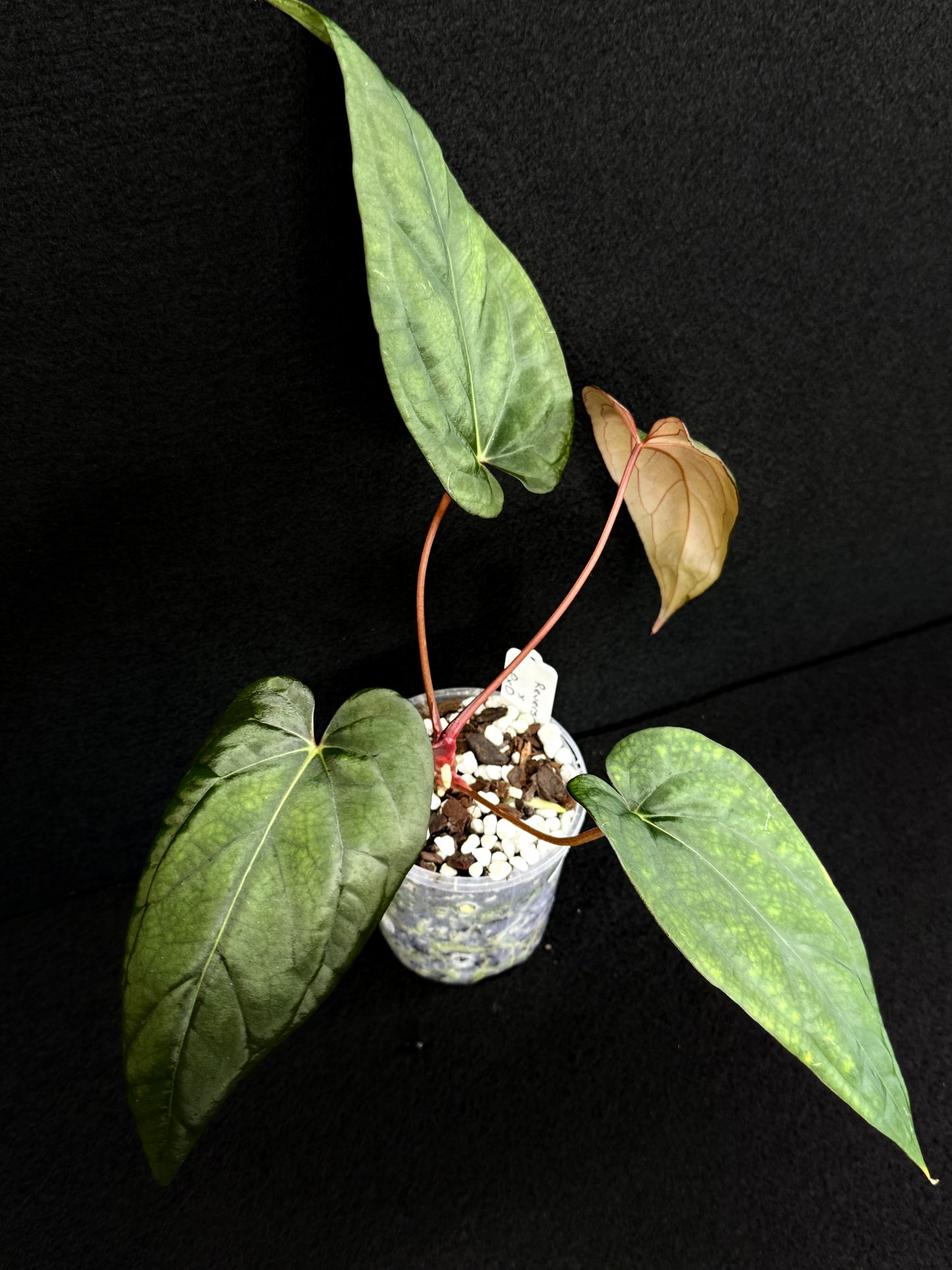 Anthurium Hybrid (Reverse BC x Pap x Dres LAS) D69