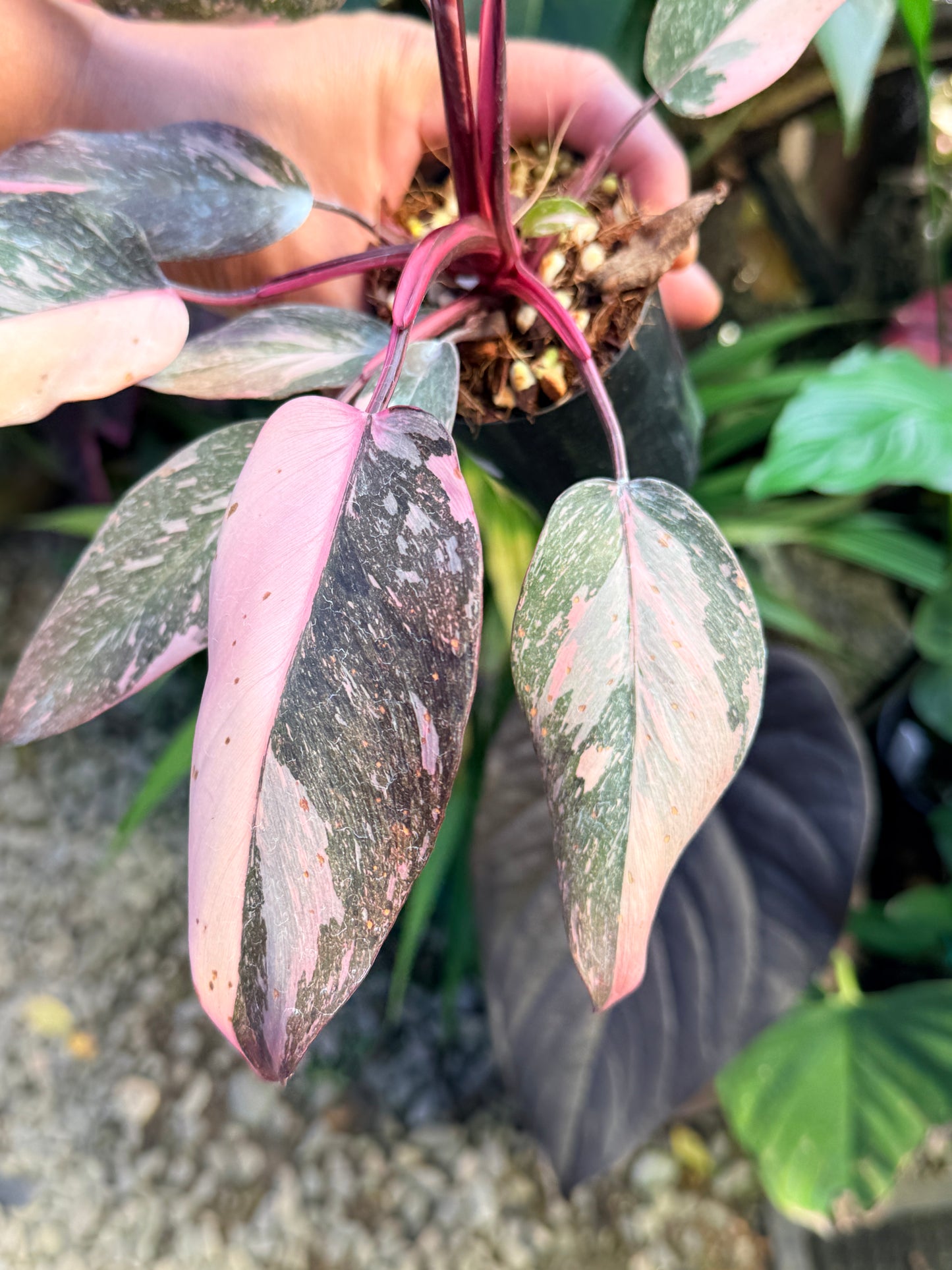 Philodendron 'Pink Princess Marble' aka Pink Princess Galaxy O58