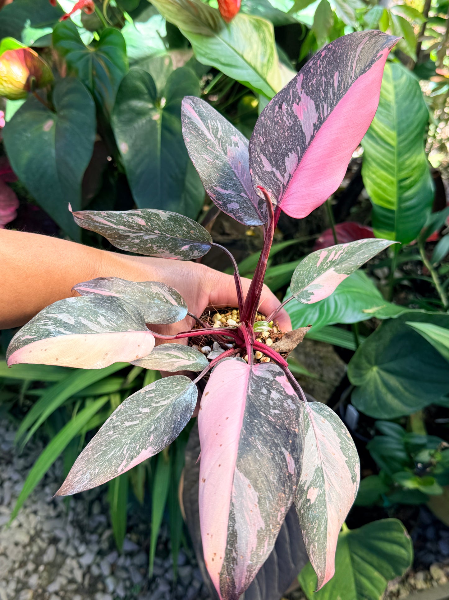 Philodendron 'Pink Princess Marble' aka Pink Princess Galaxy O58
