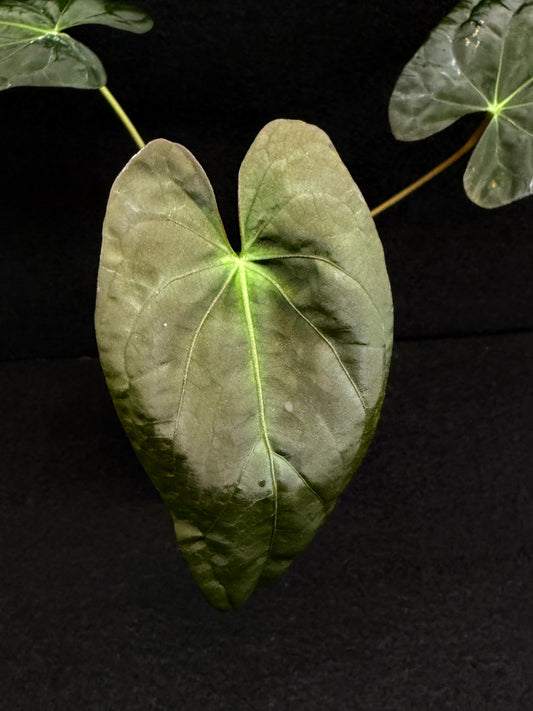 Anthurium Hybrid  - PxD (JS) x PxD (Round) D70