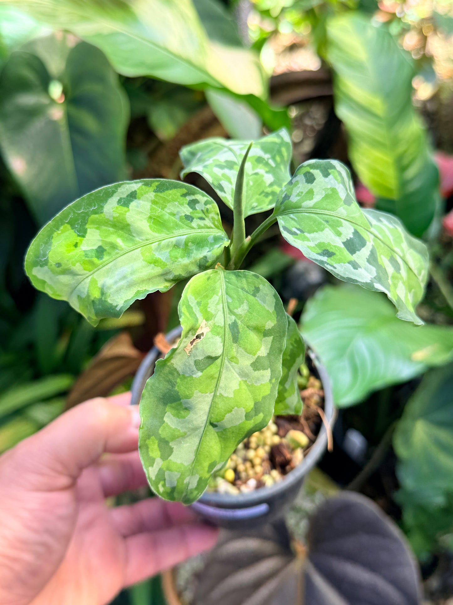 Aglaonema 'Pictum Tricolor' NONTC O59