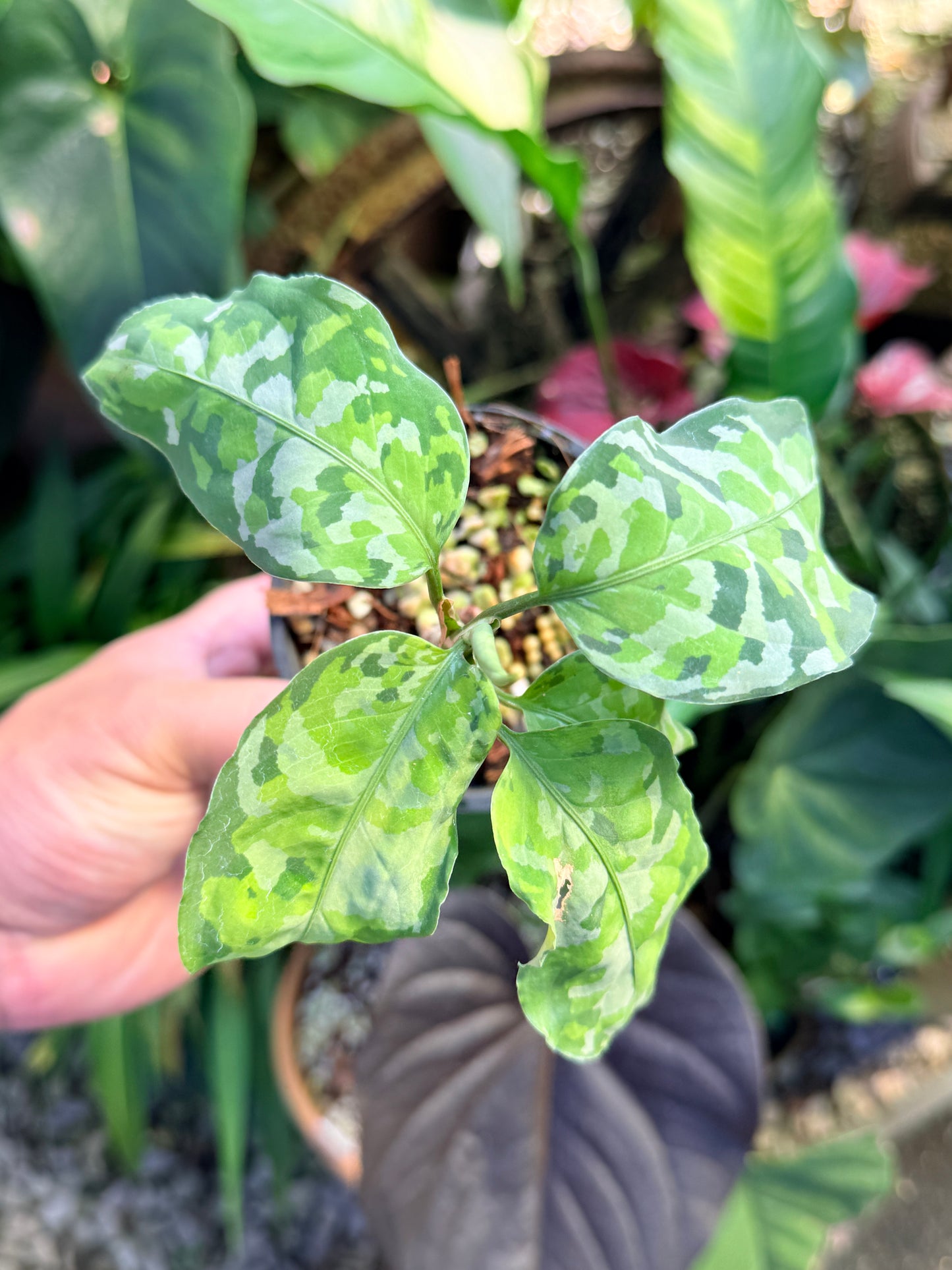 Aglaonema 'Pictum Tricolor' NONTC O59