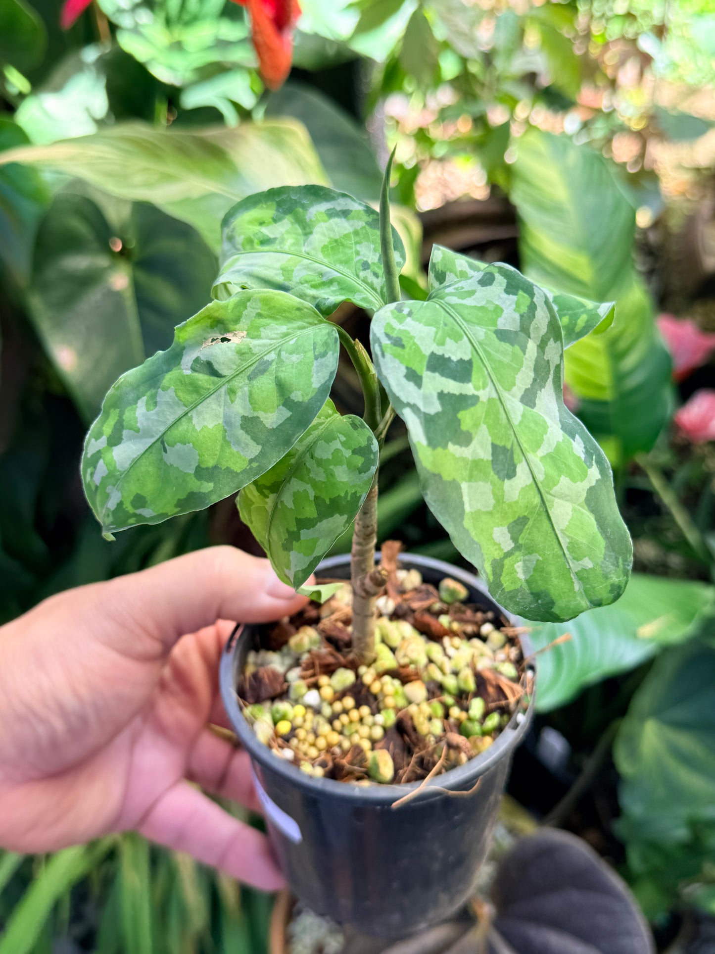 Aglaonema 'Pictum Tricolor' NONTC O59